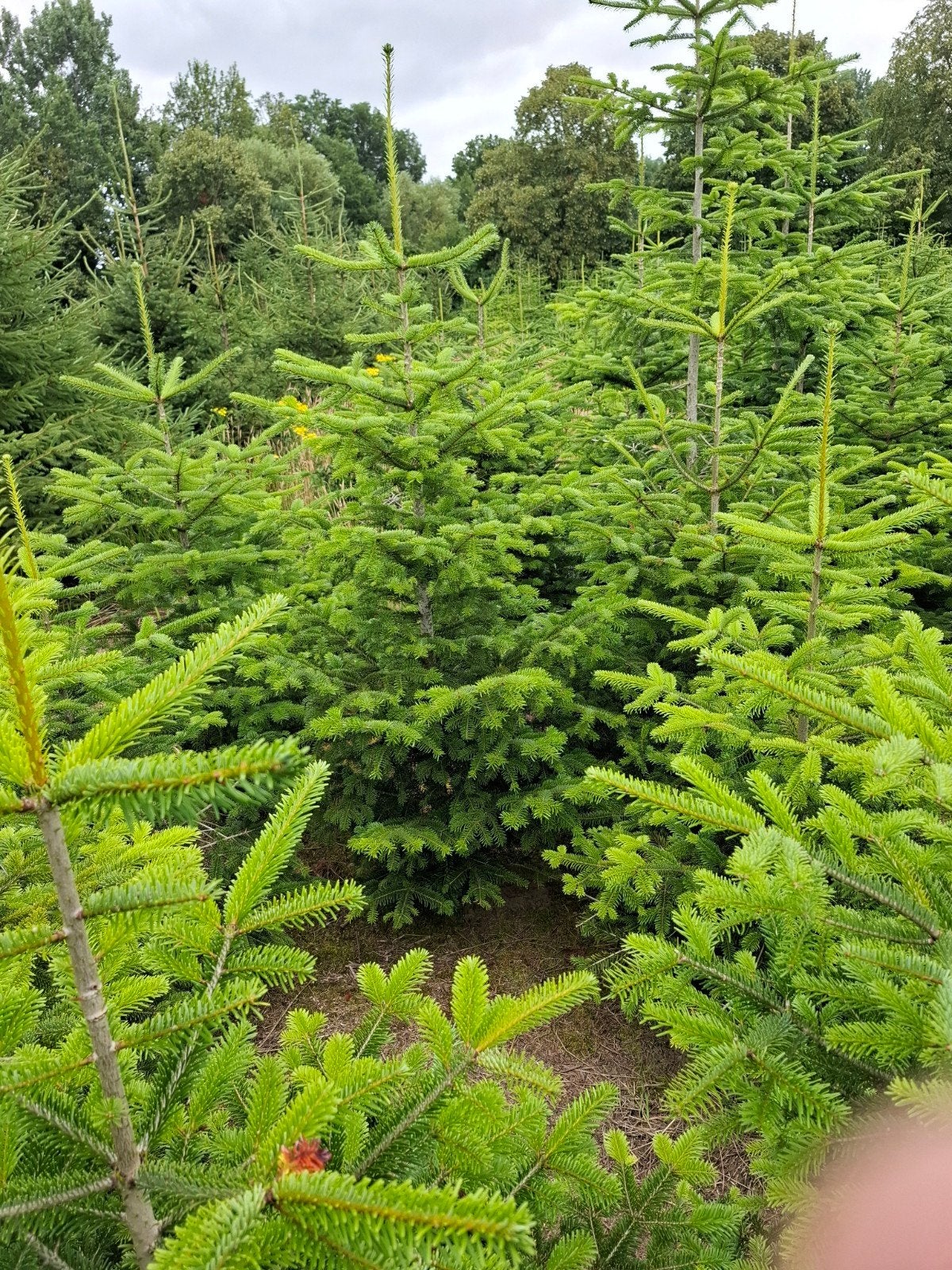 Kerstbomen, Ophalen, Overige soorten