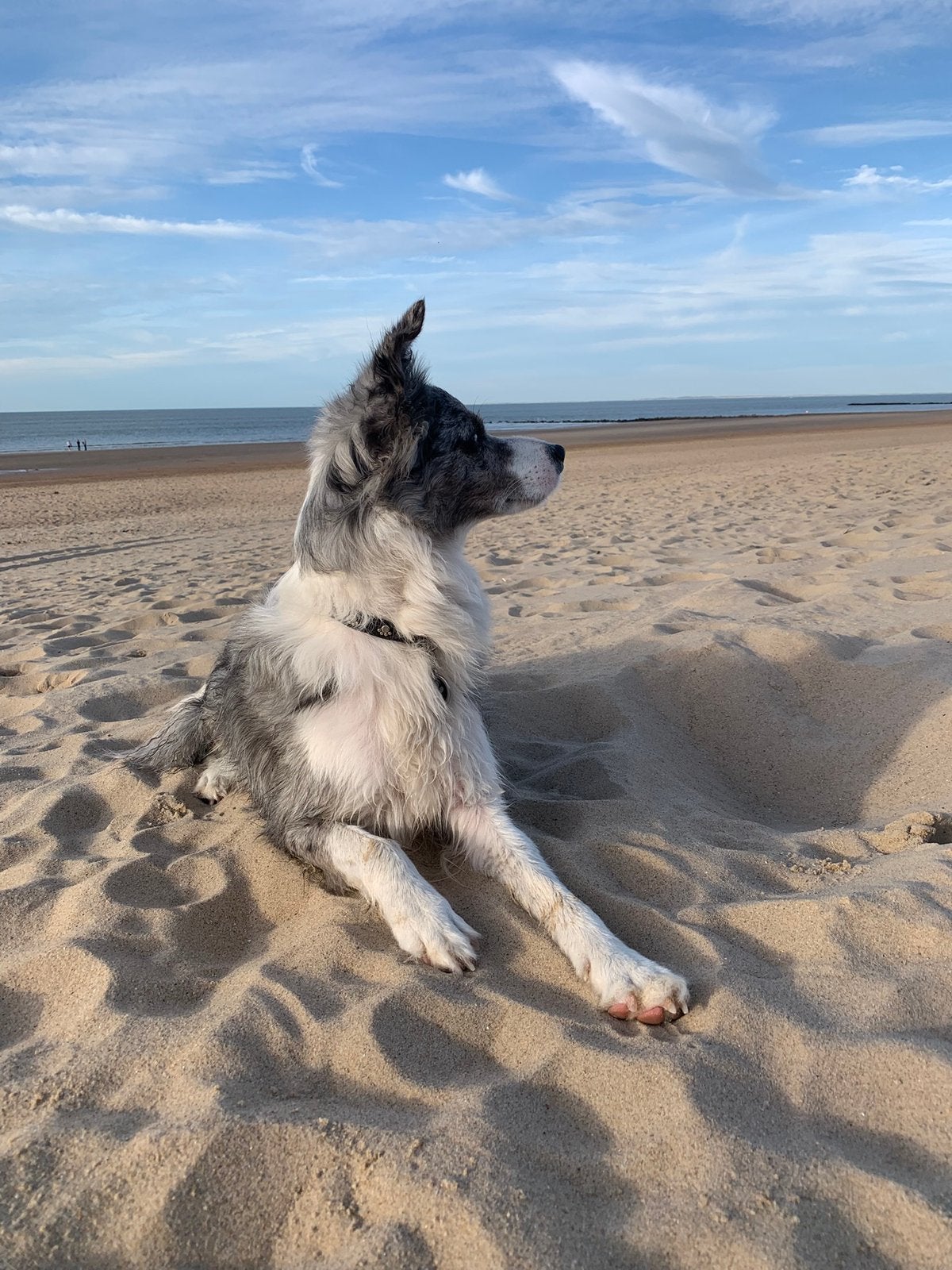 Honden maatje gezocht, Ophalen of Verzenden