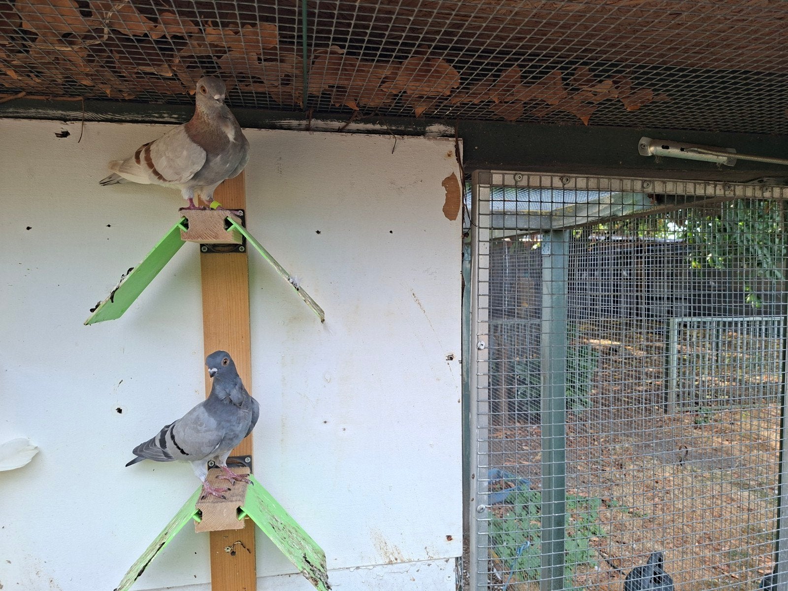 te koop figurita nog 3koppels, Meerdere dieren, Parkiet