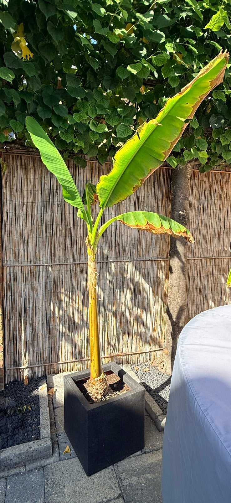 Bananenplanten: grote plant incl. sierpot + 3 stekken, Ophalen, Halfschaduw