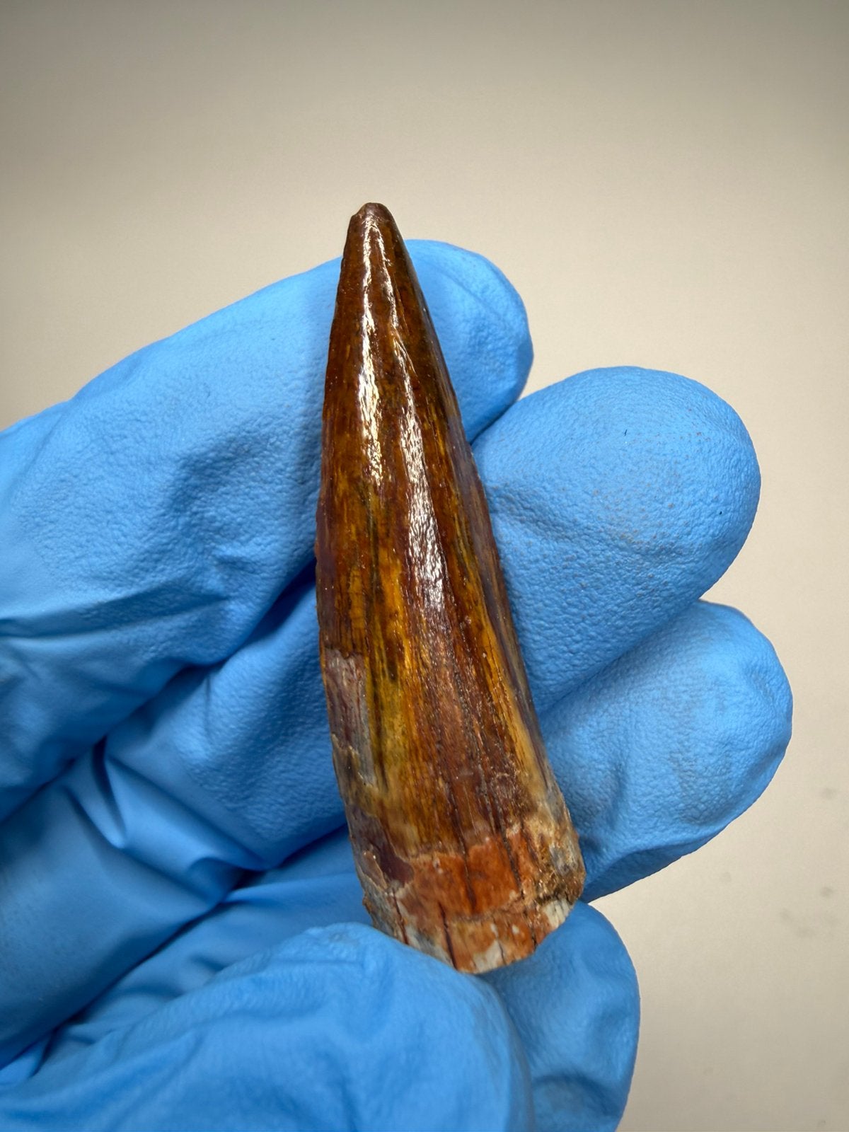 *GEM* Spinosaurus tand, Ophalen of Verzenden, Fossiel