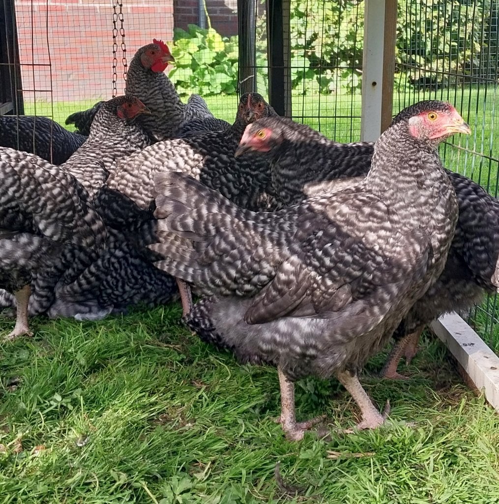 Jonge Noord-Hollandse kippen blauwe groot ras hennen, Dieren en Toebehoren, Vrouwelijk, Kip