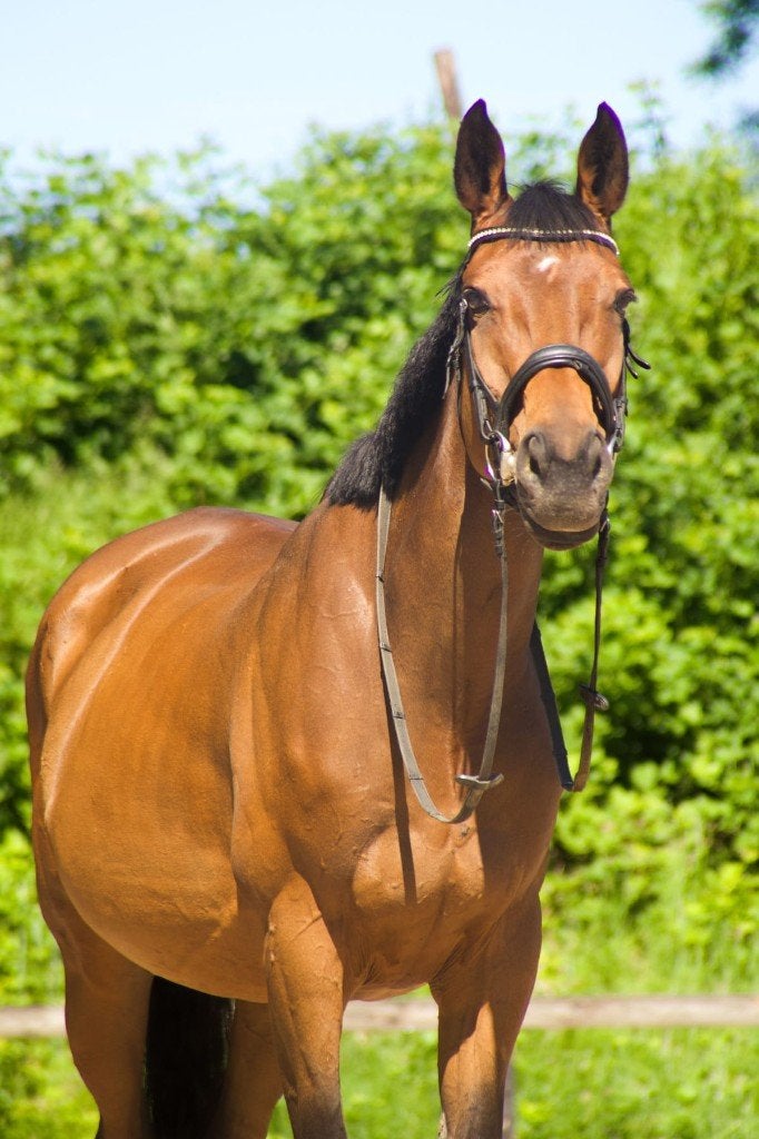 Lieve recreatie merrie te koop, Dieren en Toebehoren, Merrie, B, Ontwormd, 7 tot 10 jaar