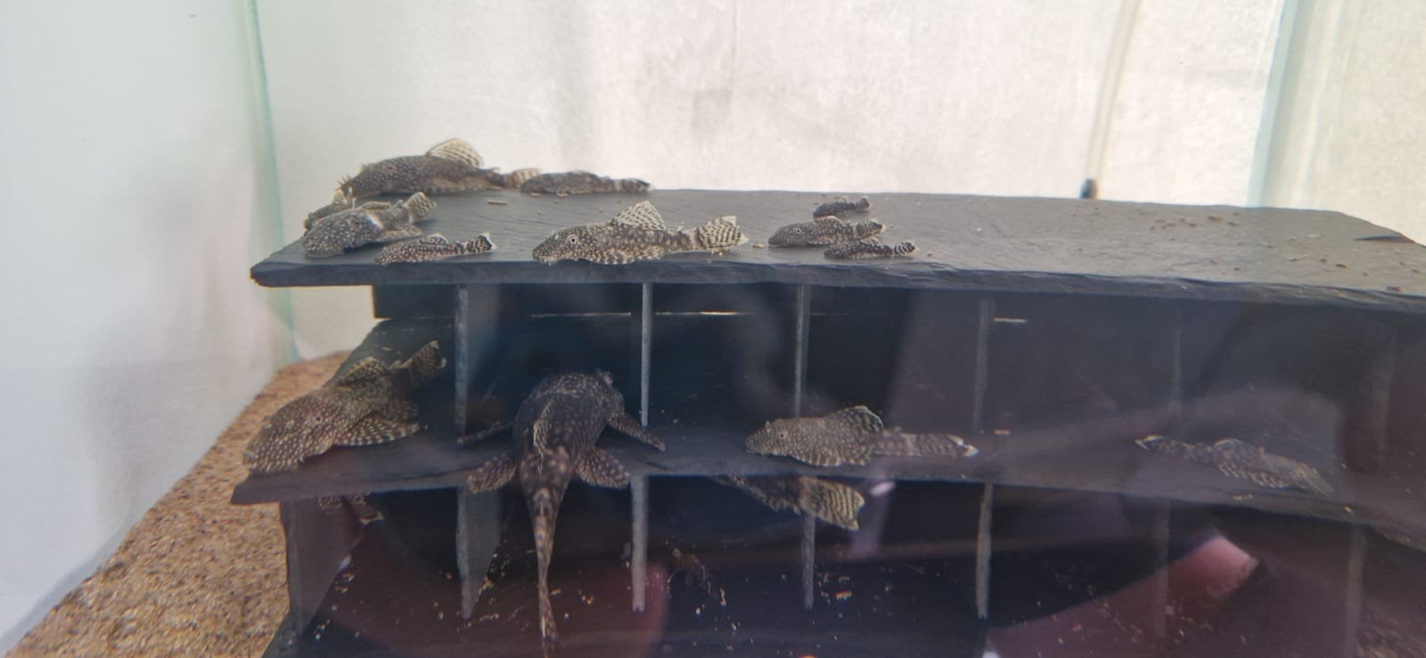 Temminckii ancistrus algeneters, Dieren en Toebehoren, Vis