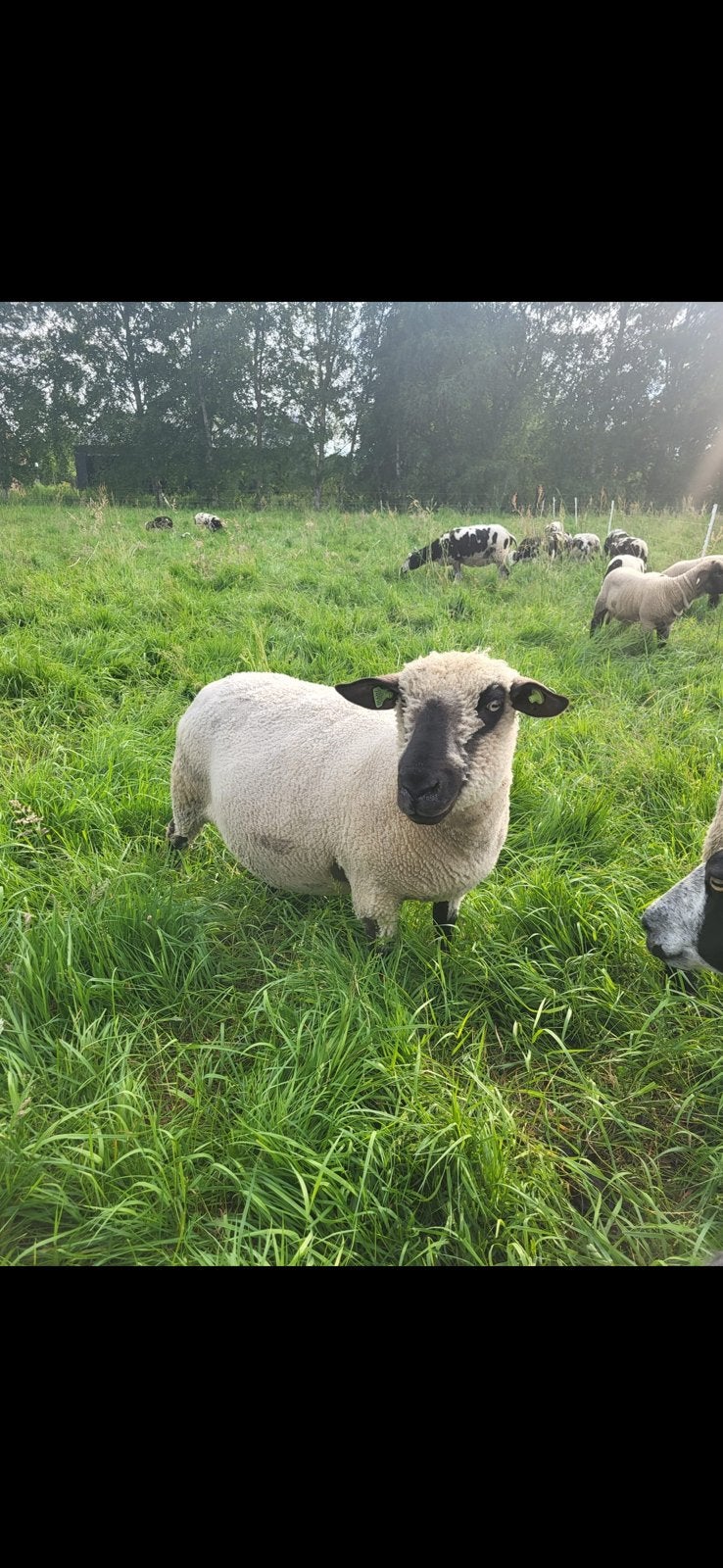 2 Hampshire down schapen, Dieren en Toebehoren, Vrouwelijk, Schaap