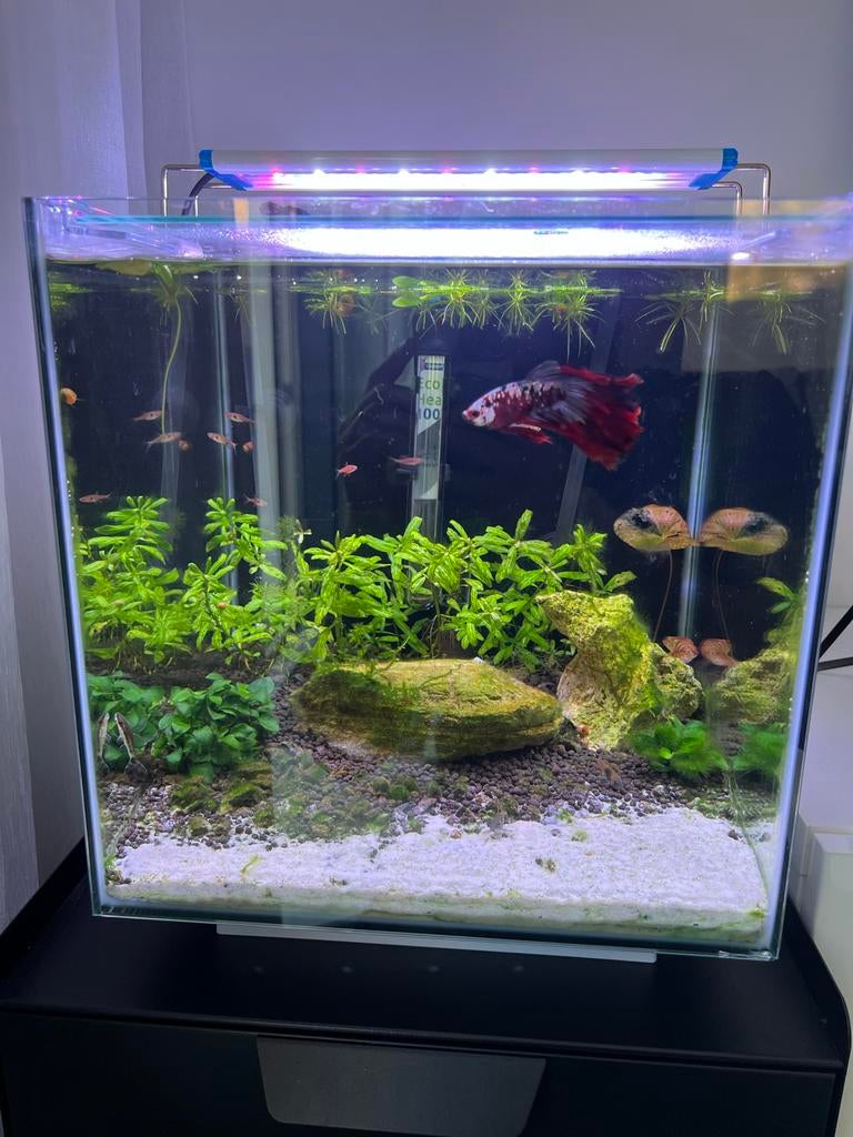 Aquarium 35l, Dieren en Toebehoren, Vissen | Aquaria en Toebehoren, Ophalen, Zo goed als nieuw, Gevuld zoetwateraquarium