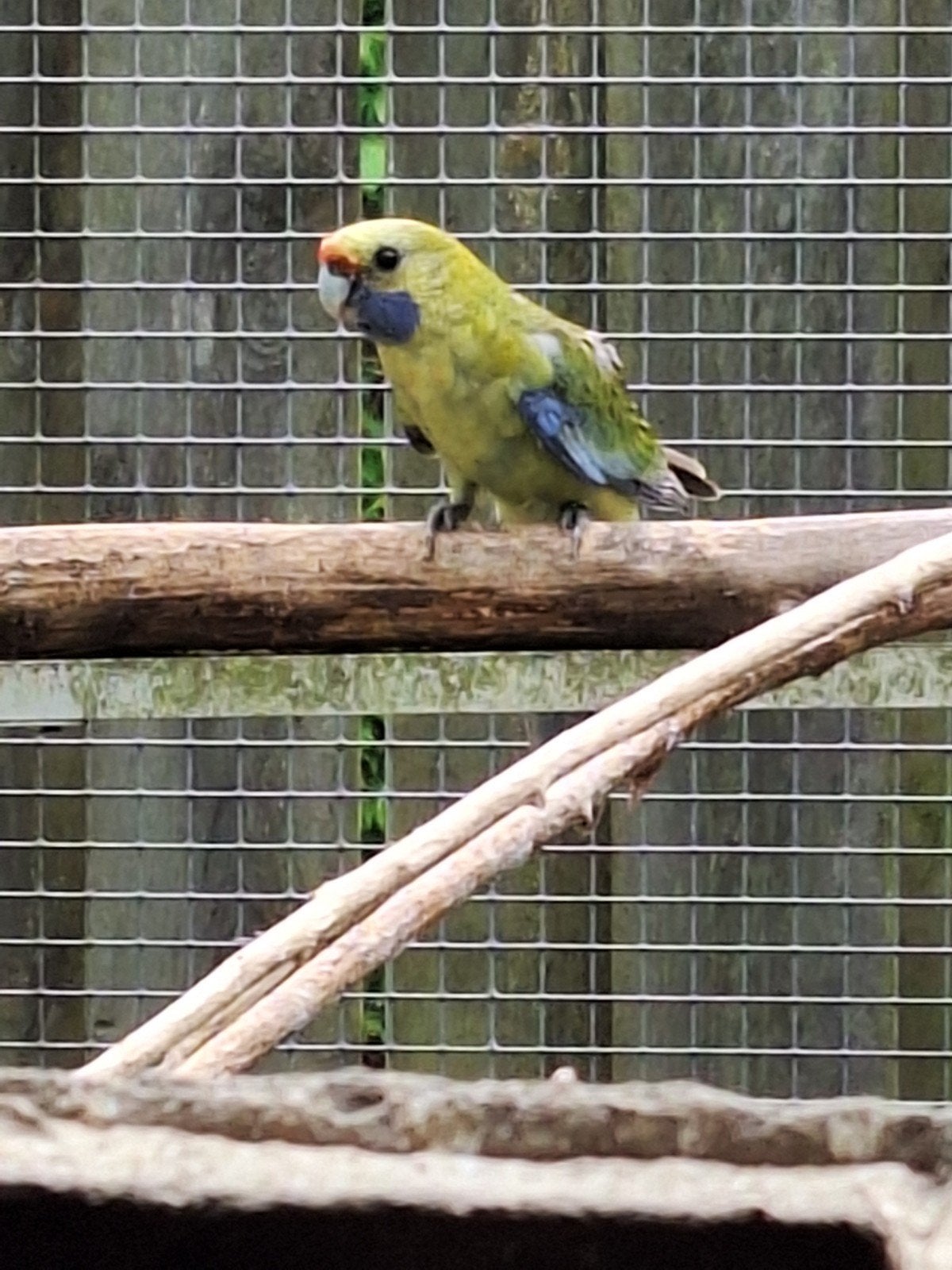 strogele rosella, Dieren en Toebehoren, Meerdere dieren, Parkiet, Geringd