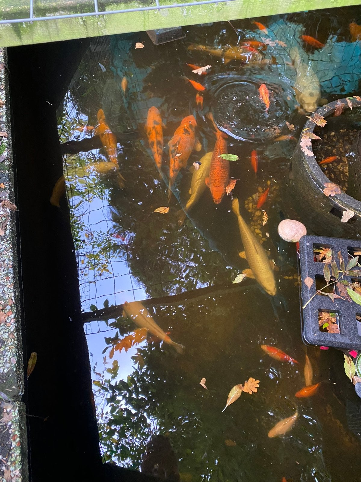 Koi karpers te koop latste 9 stuk, Dieren en Toebehoren, Karper of Koi