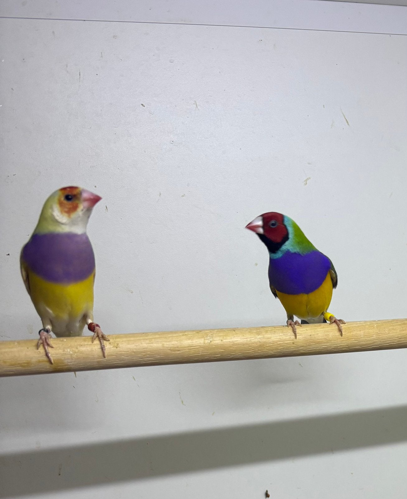 Koppel goulds, Dieren en Toebehoren, Meerdere dieren