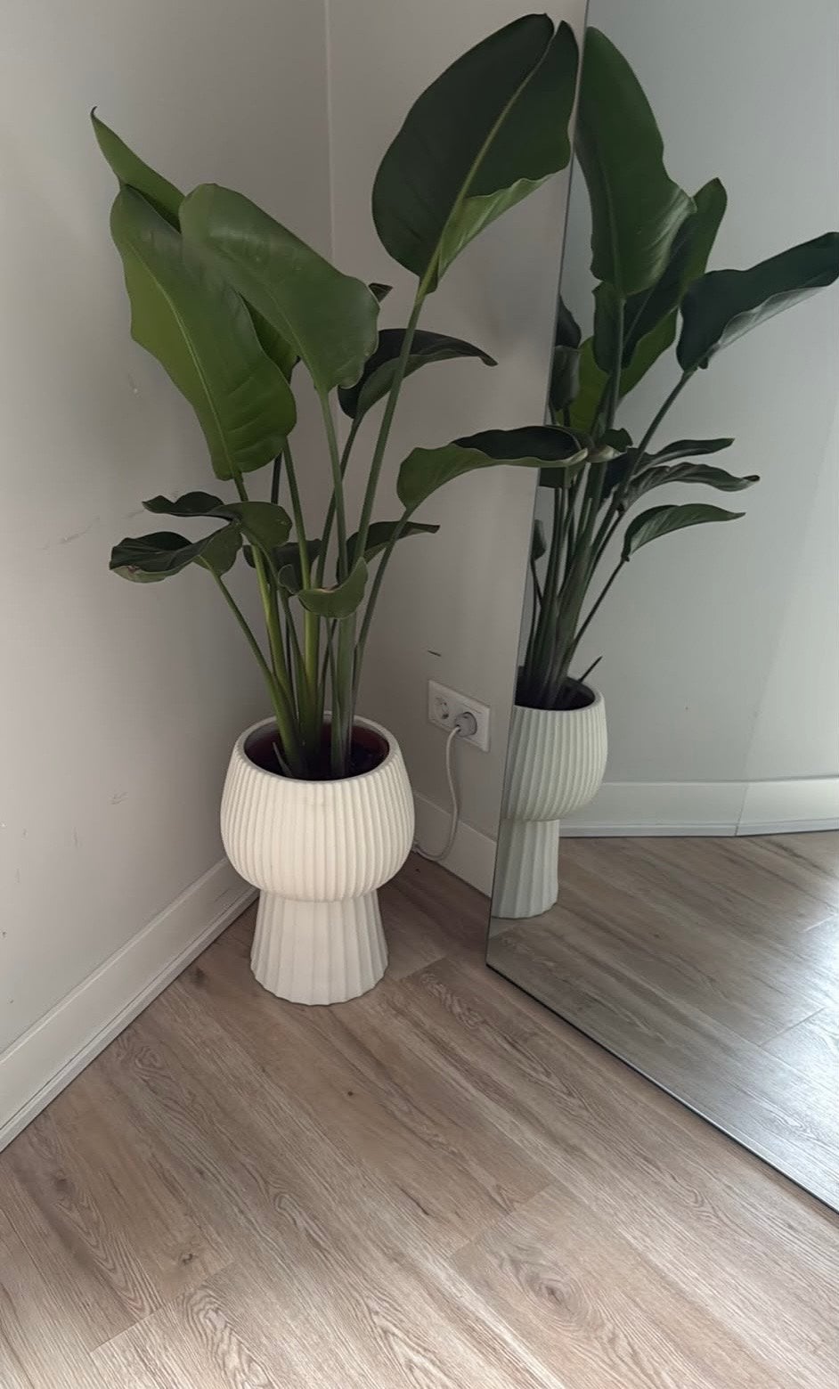 Strelitzia met Japandi Kwantum Bloempot (uitverkocht), Ophalen, 100 tot 150 cm, Overige soorten, In pot