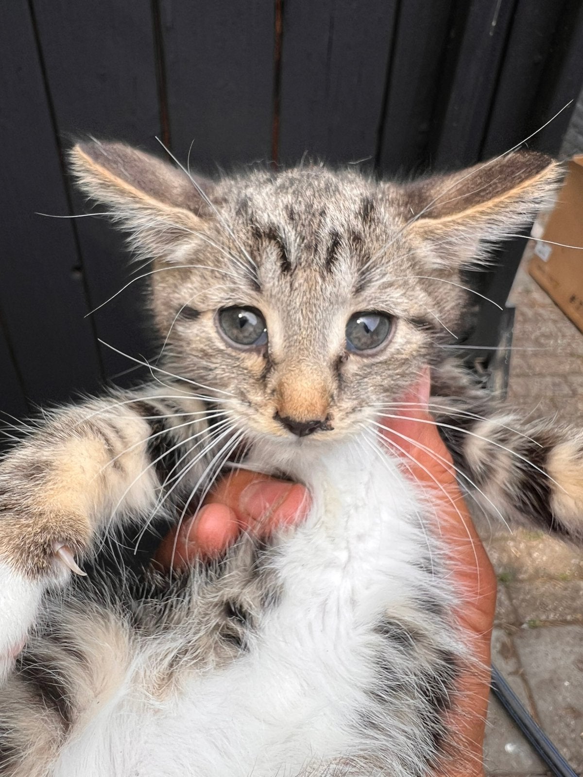 Lieve kittens – kruising Savannah x Turkse kat, Meerdere dieren, Ontwormd