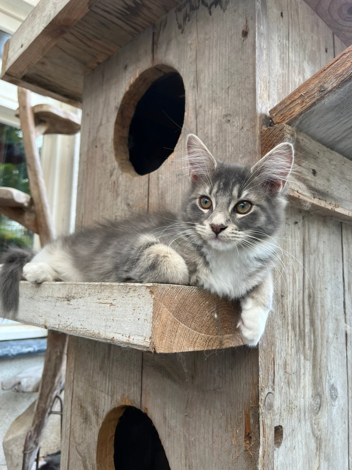 Prachtig Maine Coon kitten poesje, mag verhuizen, Dieren en Toebehoren, Katten en Kittens | Raskatten | Langhaar, Poes, Gechipt
