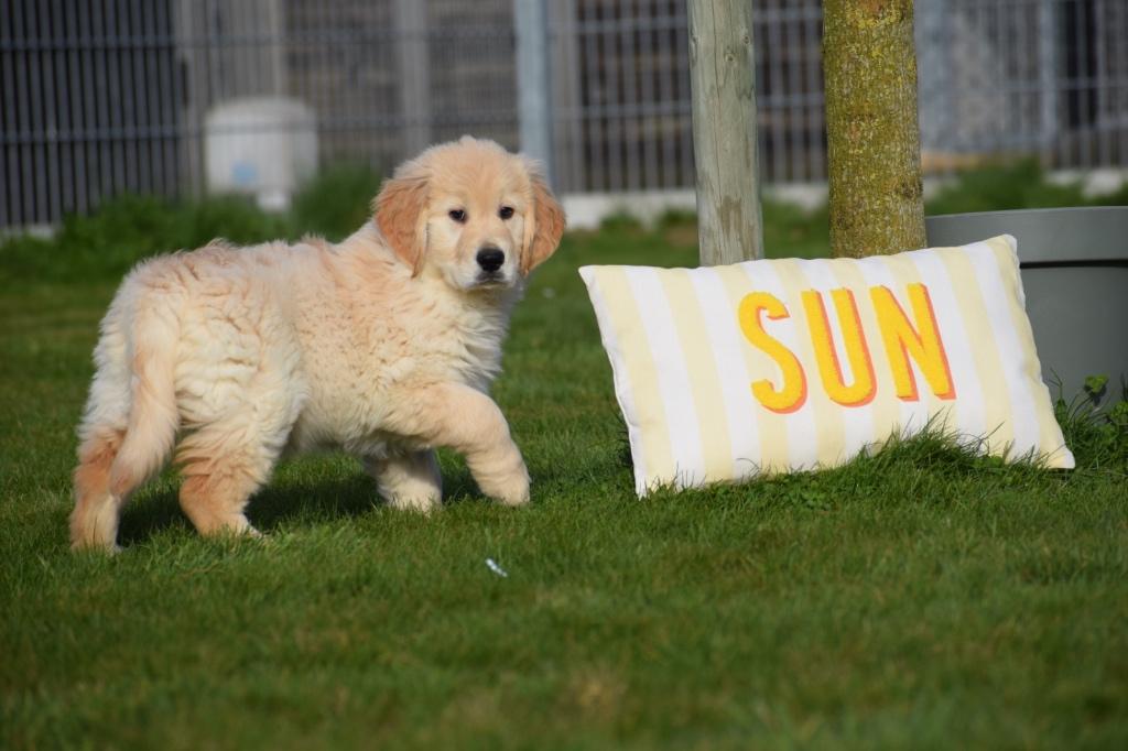 Golden retriever pups, Dieren en Toebehoren, Honden | Retrievers, Spaniëls en Waterhonden, Golden retriever, 15 weken tot 1 jaar