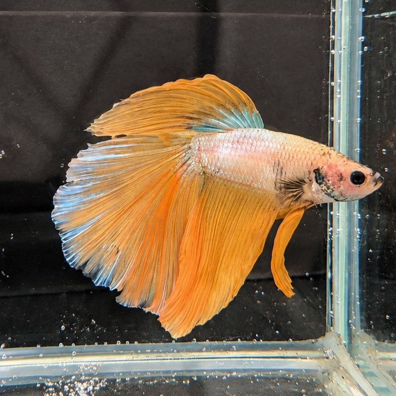 Betta Man Halfmoon Dragon Geel / Oranje, Dieren en Toebehoren, Vis, Zoetwatervis