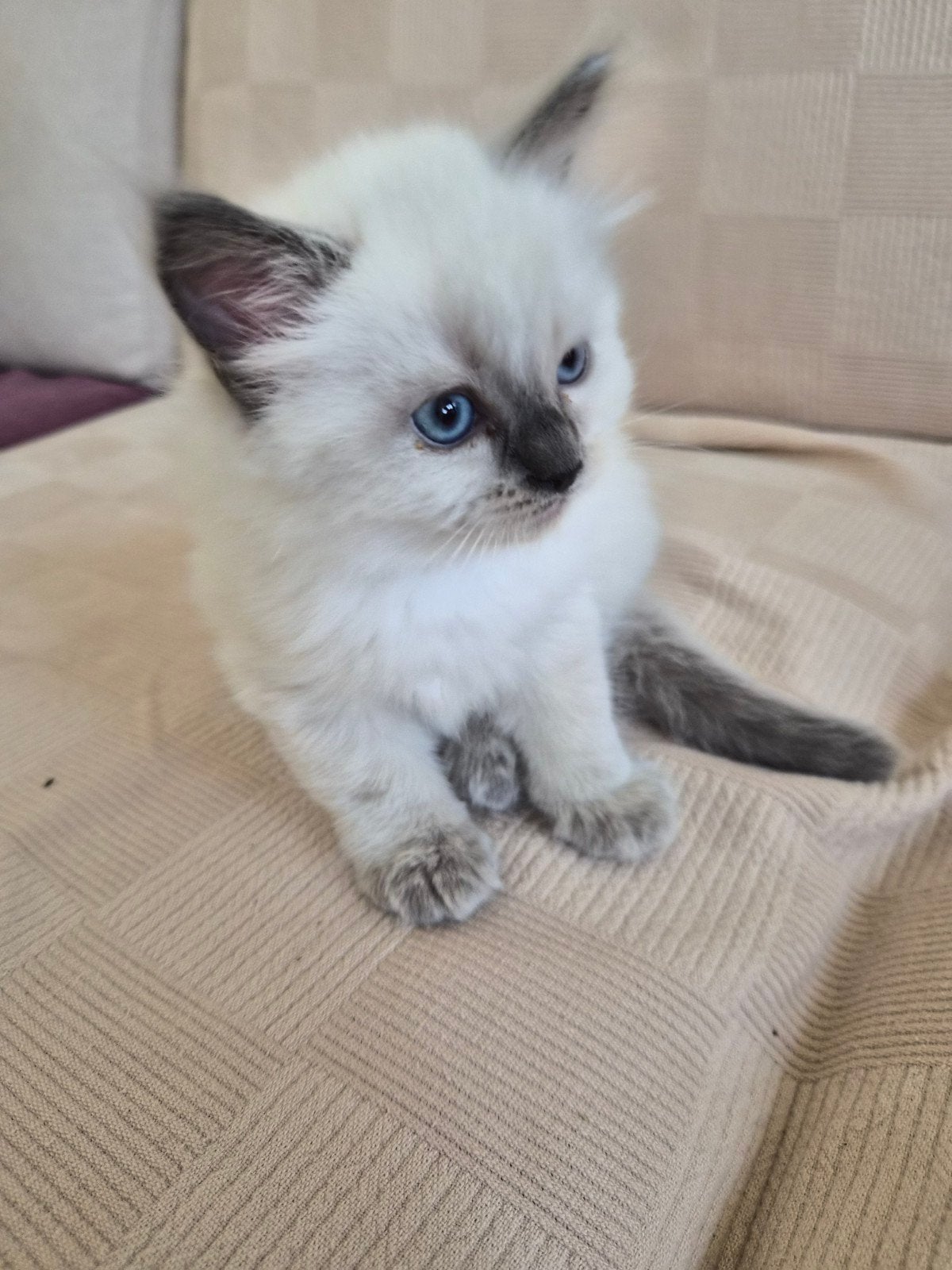 Raszuivere Ragdoll kittens van Mirza&Maysa
(bleupoint), Meerdere dieren