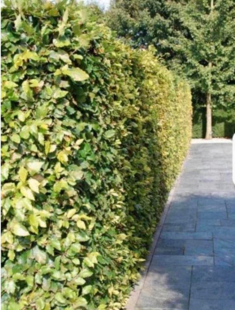 Diverse haagplanten VOORRADIG, Ophalen, Beukenhaag, 100 tot 250 cm