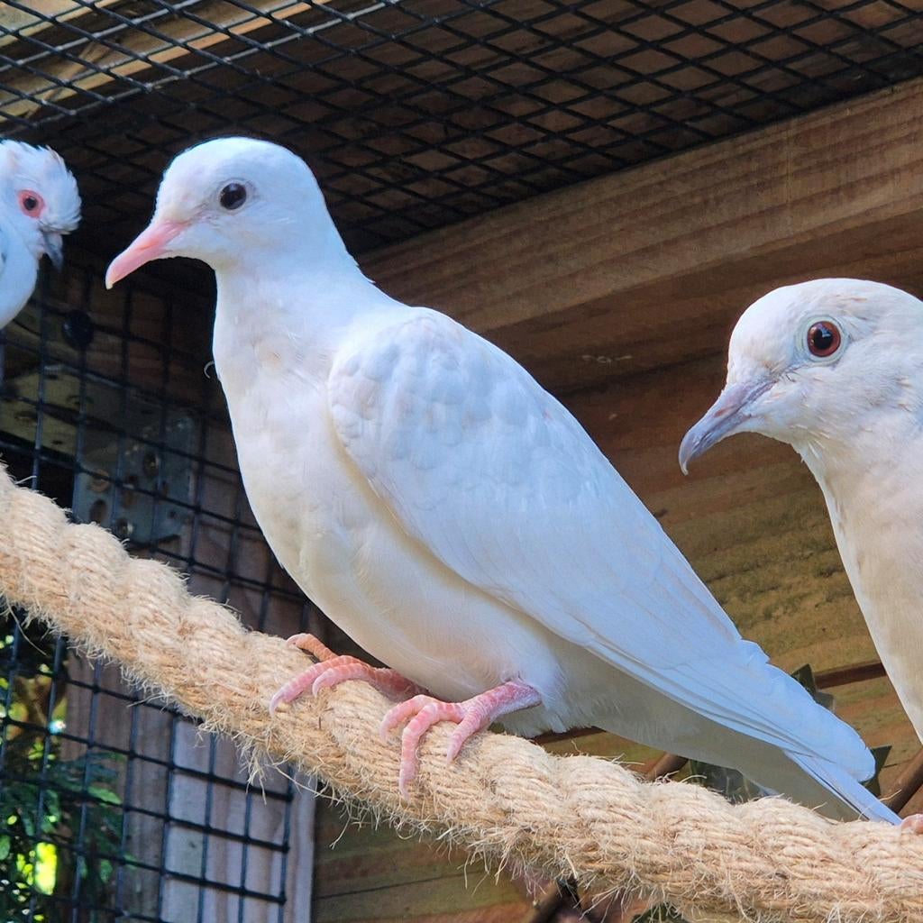 Twee lachduiven, GRATIS, Dieren en Toebehoren, Vogels | Duiven, Geslacht onbekend, Overige soorten