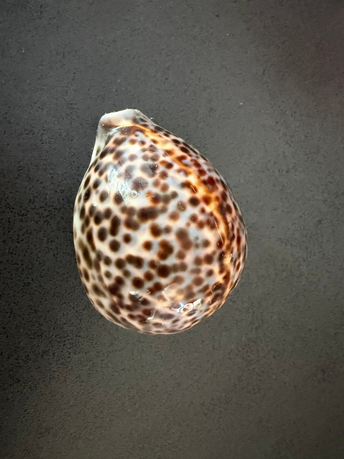 Prachtige Tijgerkauri (Cypraea tigris) - 8,5 x 5 cm, Verzamelen, Ophalen of Verzenden, Gebruikt