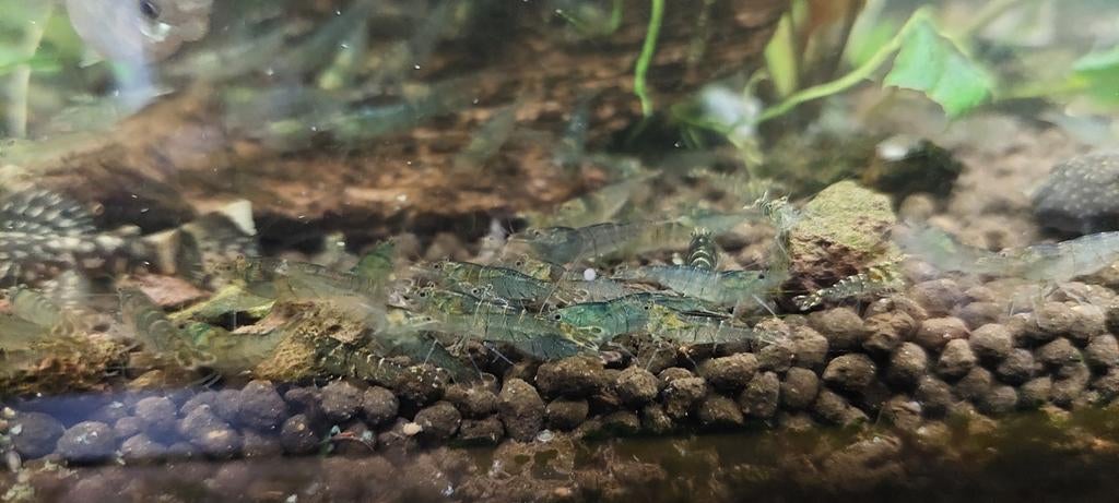 Wildkleur garnalen per 50 stuks, Kreeft, Krab of Garnaal