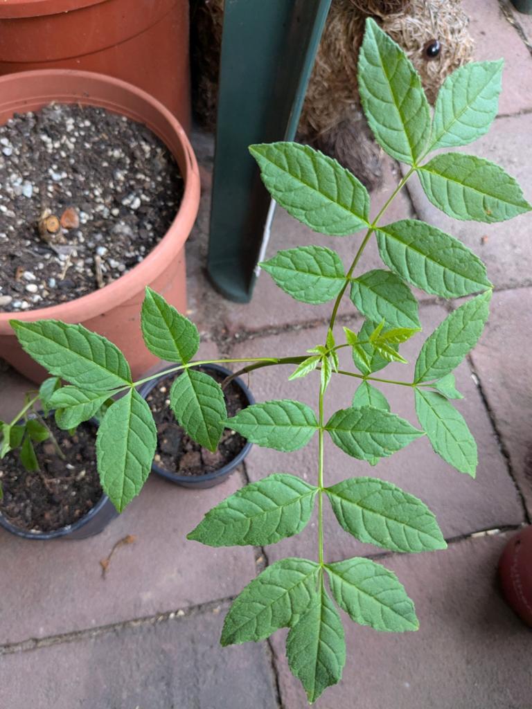 Zaailingen boompjes gewone es, Tuin en Terras, Planten | Bomen, Ophalen, Bloeit niet, Halfschaduw, Minder dan 100 cm