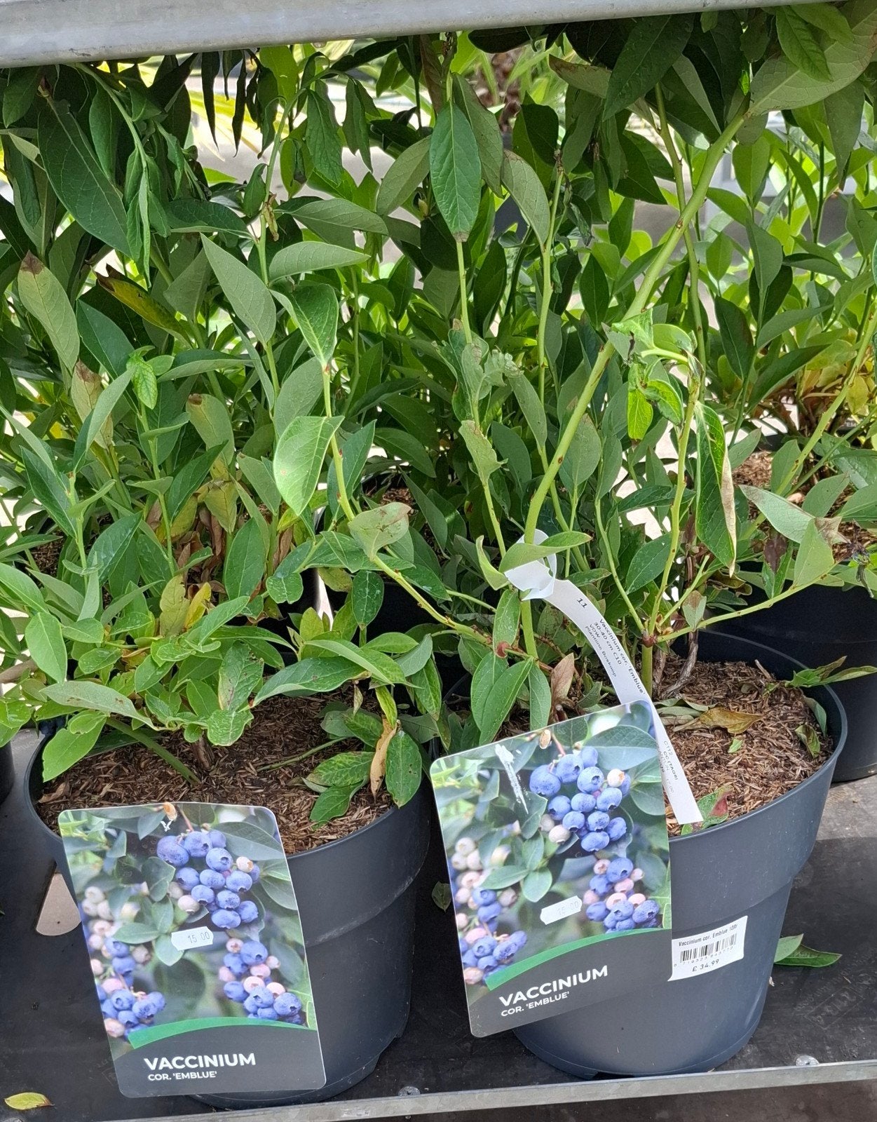Grote Blauwe Bessen Struik, Ophalen, Vaste plant, Fruitplanten, Volle zon