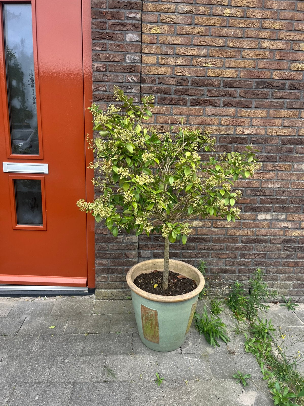 2x Boompjes + pot, Tuin en Terras, Ophalen, Volle zon, Overige soorten, Minder dan 100 cm