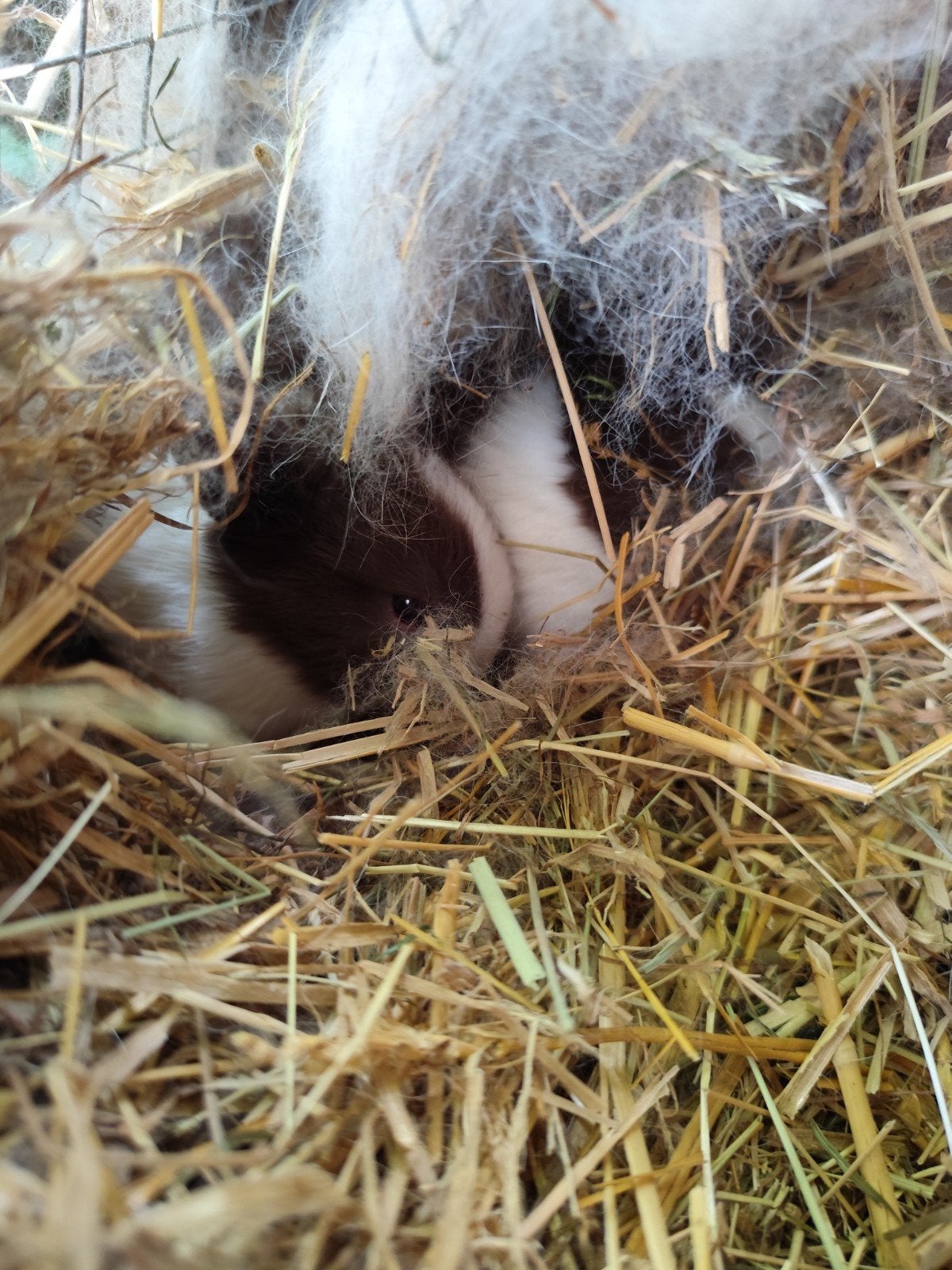 Hollander konijn, Dieren en Toebehoren, Konijnen, Meerdere dieren, Middelgroot, 0 tot 2 jaar