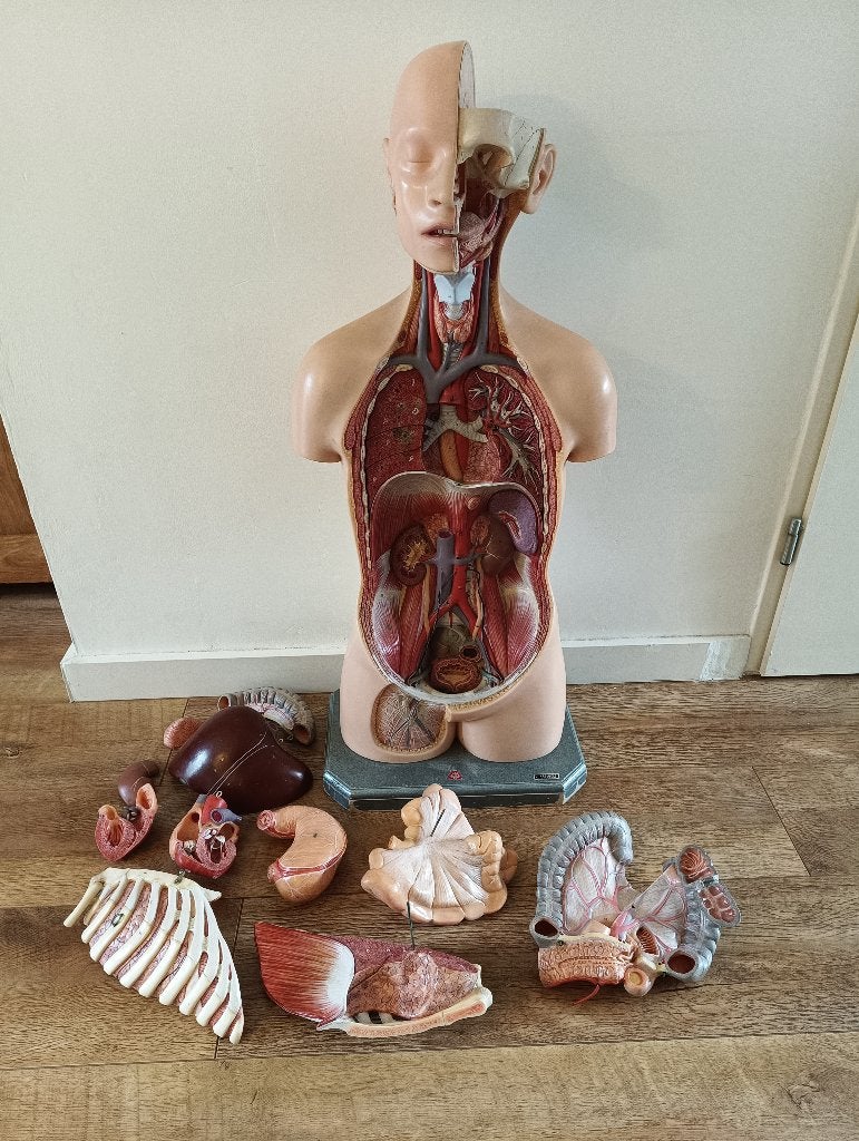 Somso - Ware grootte medisch anatomisch torso, Antiek en Kunst, Ophalen