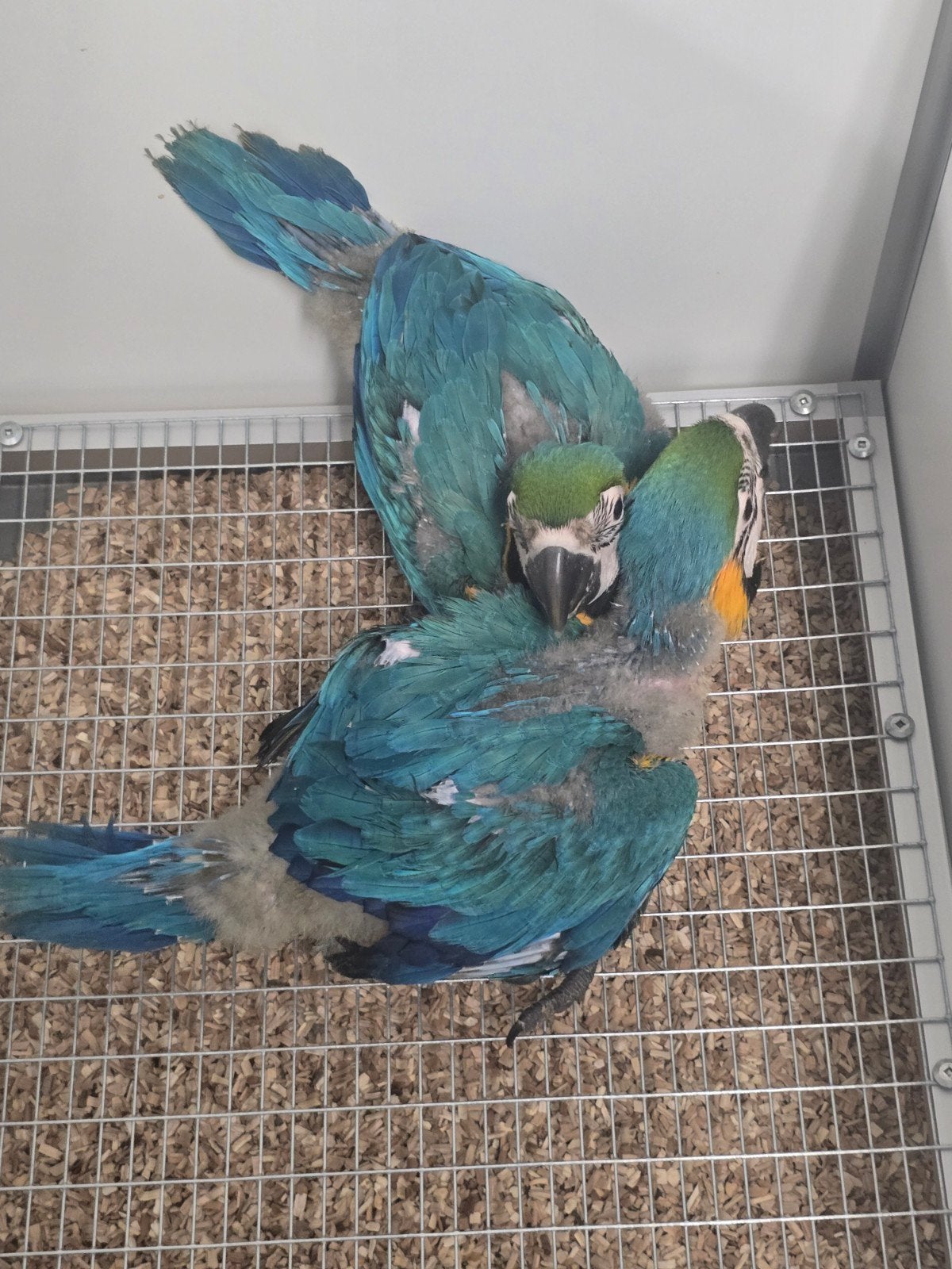 Tamme Jonge baby Blauw Gele Ara's

Voor inlichtingen kunt u, Dieren en Toebehoren, Meerdere dieren, Papegaai, Tam