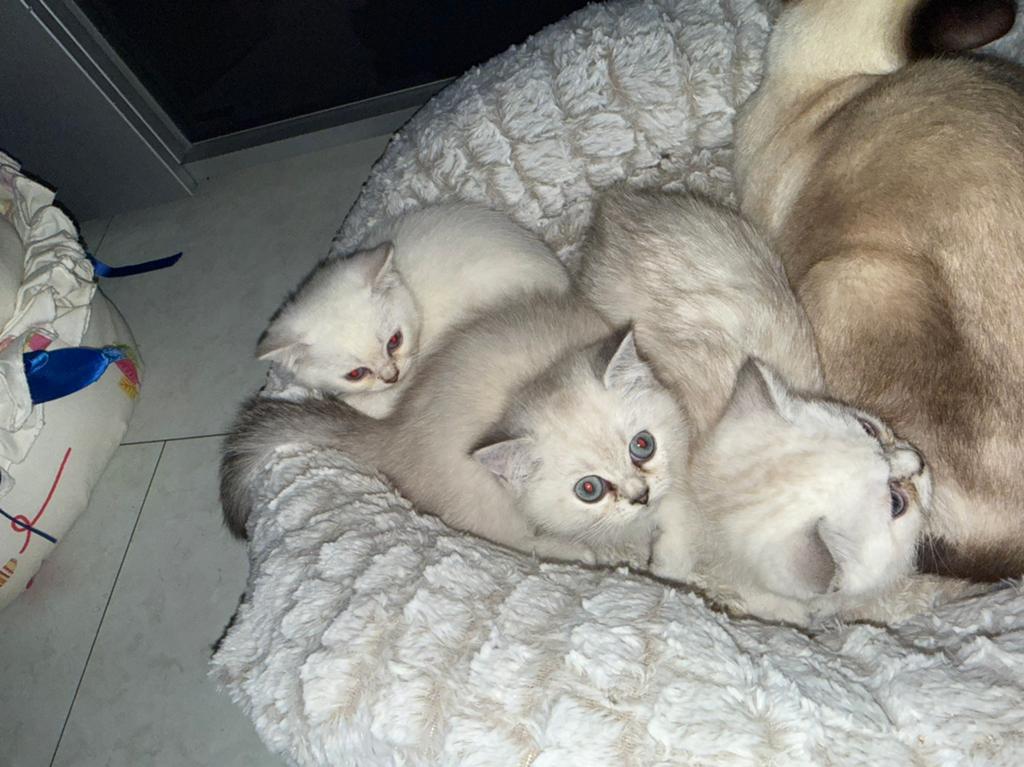 Lieve kittens te koop, Meerdere dieren