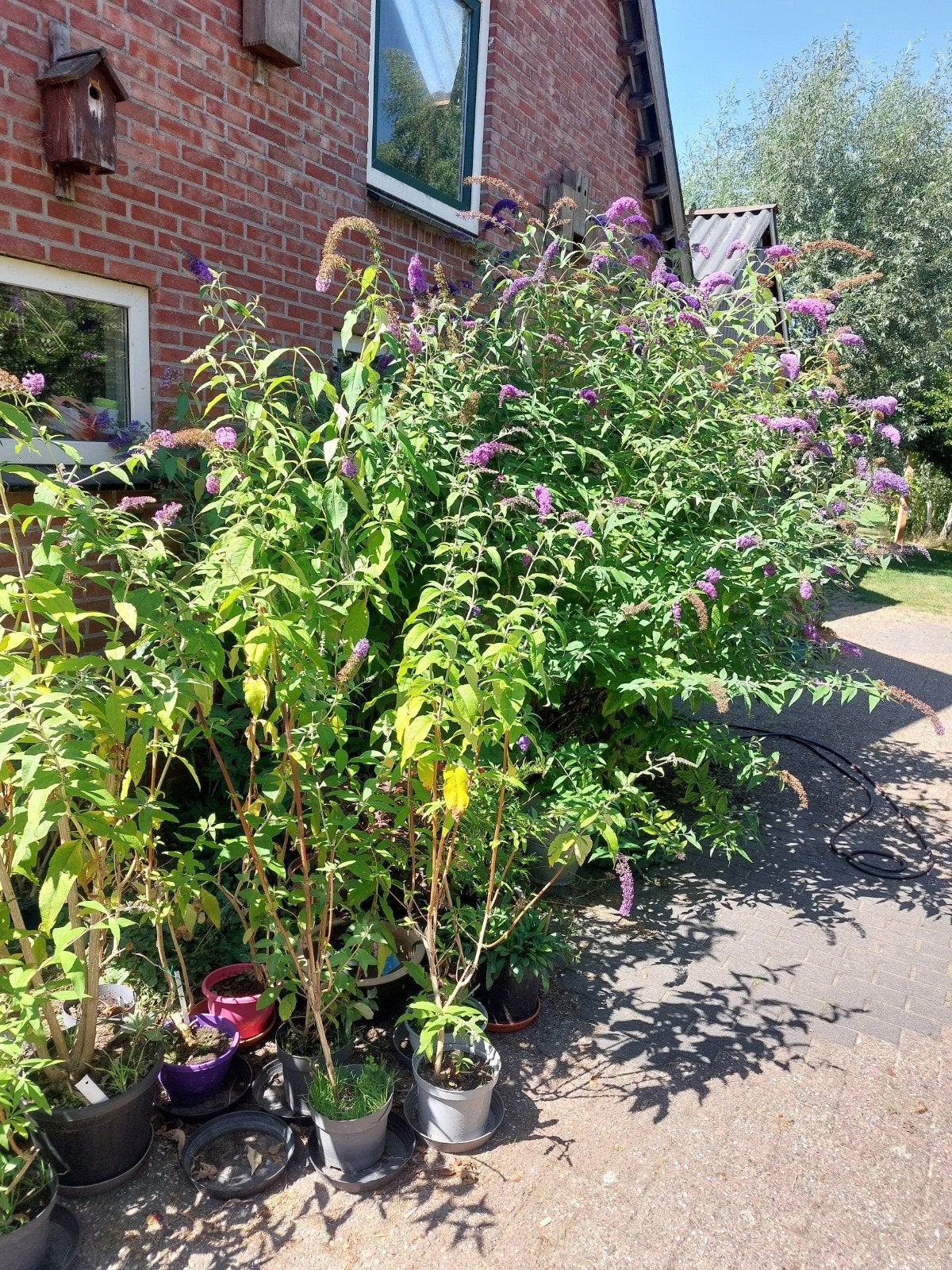 Vlinderstruik (Buddleja) in pot - Roze en Paars  €2, Ophalen, Zomer, Vaste plant, Volle zon