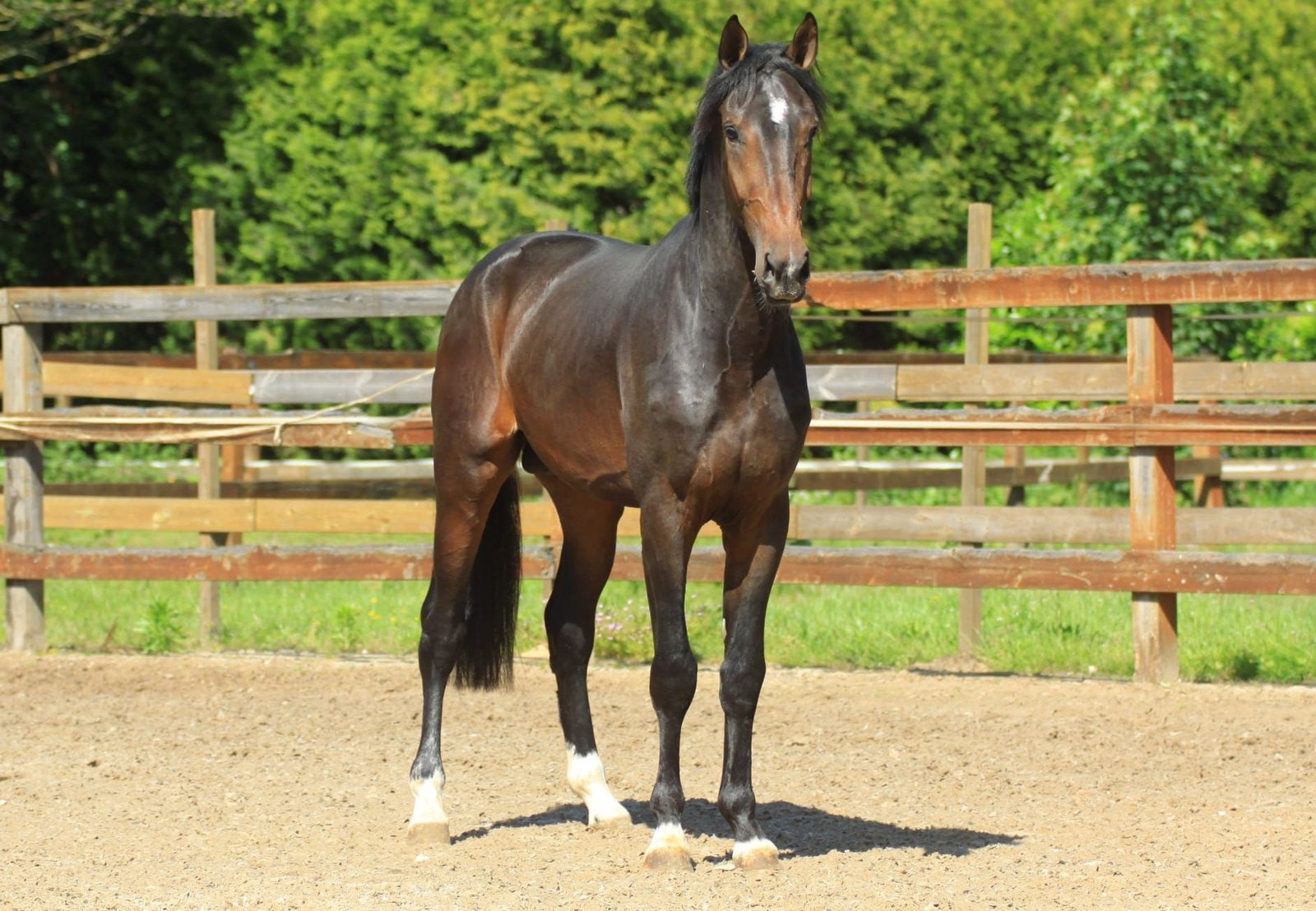 Bleu horse Santiago x Ferdinand kwpn 2023 !, Dieren en Toebehoren, Paarden, Met stamboom, Dressuurpaard, 0 tot 2 jaar, Hengst