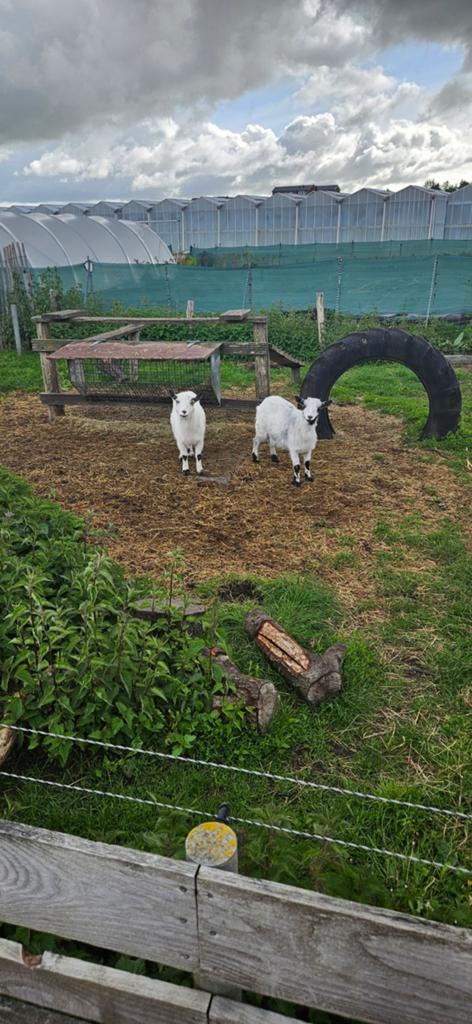 Dwerggeit, Dieren en Toebehoren, Schapen, Geiten en Varkens, Vrouwelijk, Geit