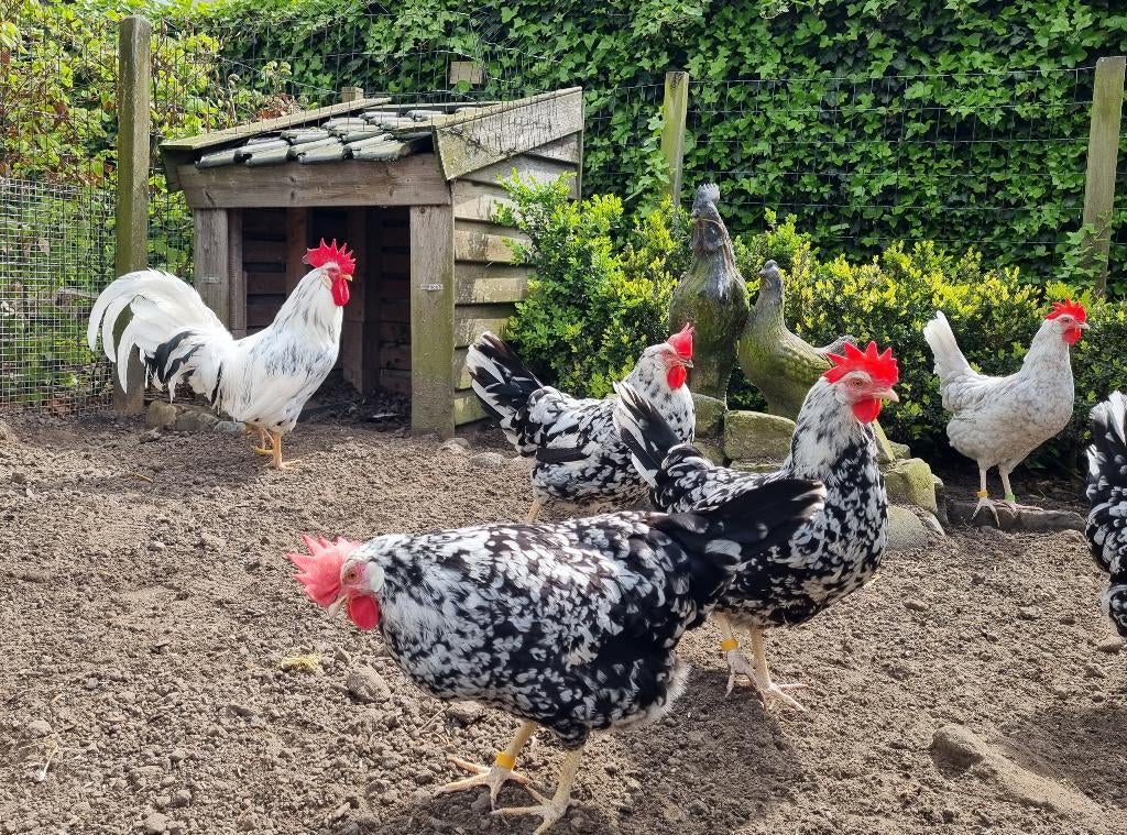 Broedeieren Bonte Leghorn, Dieren en Toebehoren, Geslacht onbekend, Kip