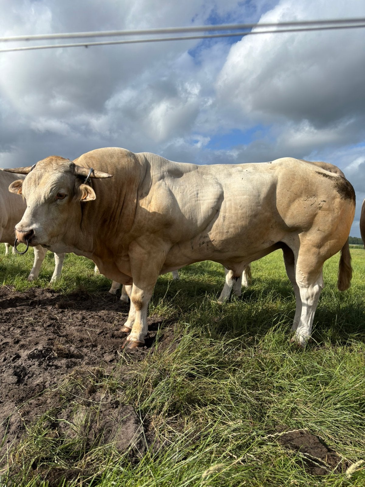 Blonde aquitaine dekstier, Dieren en Toebehoren, Meerdere dieren