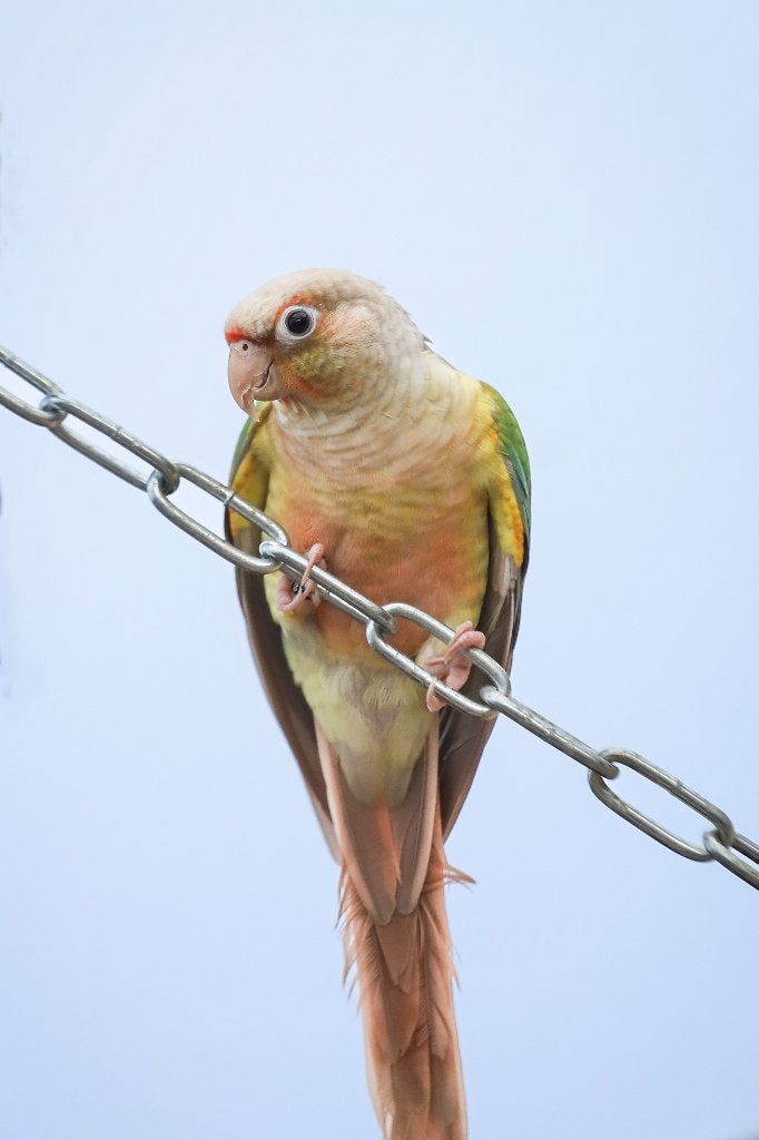 Pyrrhura | Net zelfstandig | Verschillende kleuren, Meerdere dieren, Parkiet, Pratend