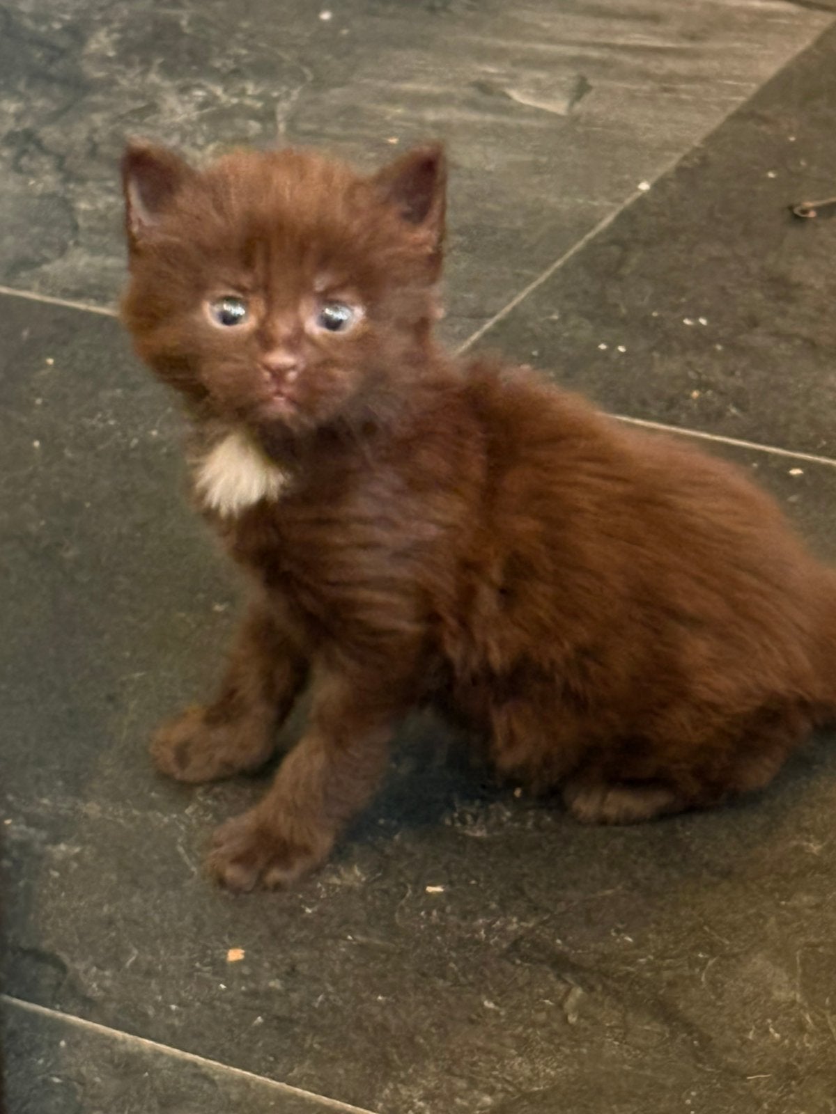 lieve uniek bruine syberische en noorse boskat langharig, Kater