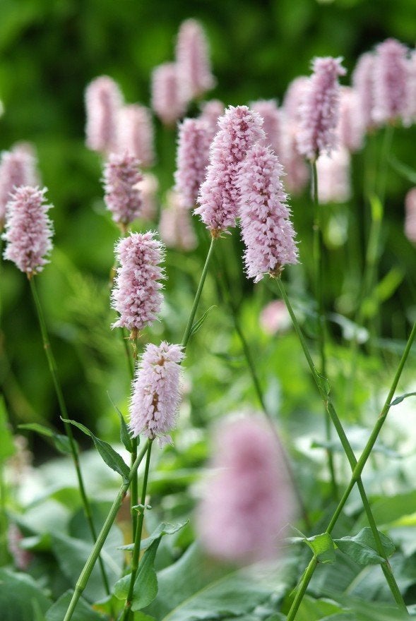 Persicaria bistorta 'Superba' te koop, Ophalen, Volle zon