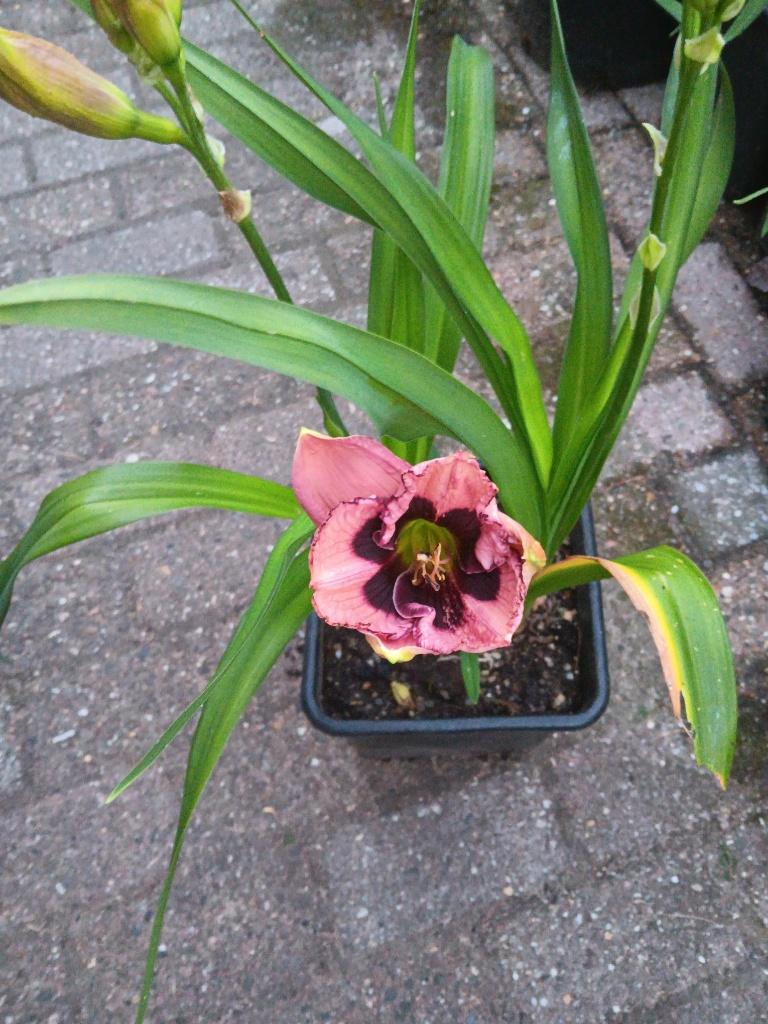 Hemerocallis Jane Trimmer, Tuin en Terras, Planten | Tuinplanten, Vaste plant, Halfschaduw, Zomer, Ophalen