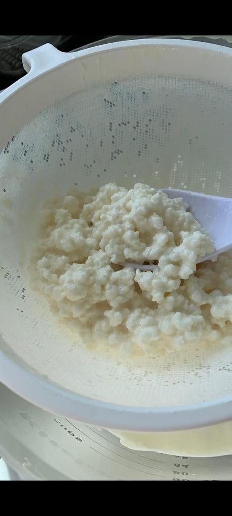 Kefir korrels, biologische kefir korrels, probiotica, Ophalen