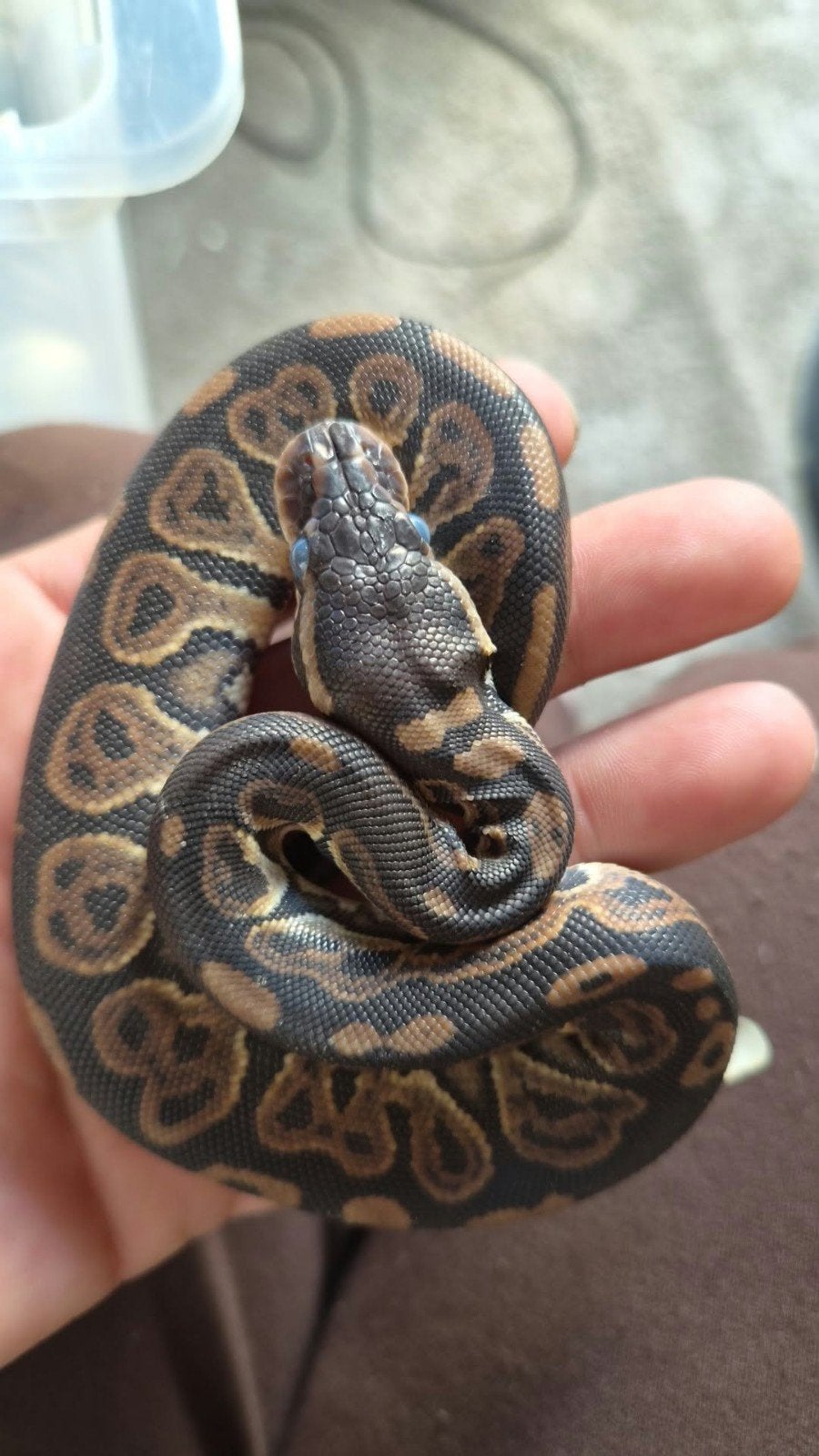 ballpython, Dieren en Toebehoren, Slang, 0 tot 2 jaar