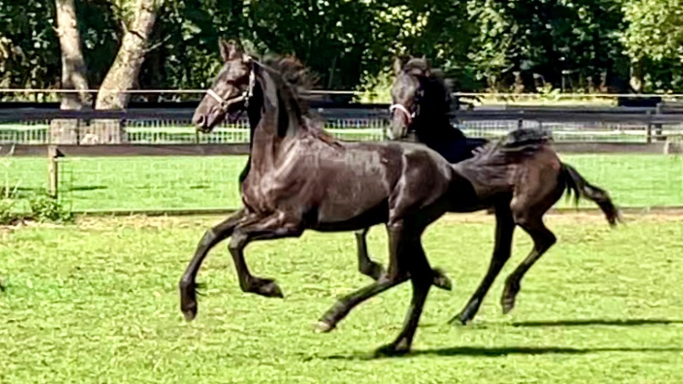Fries hengst veulen Markus x Tsjalke, Dieren en Toebehoren, Paarden, Met stamboom, Niet van toepassing, Dressuurpaard, 0 tot 2 jaar
