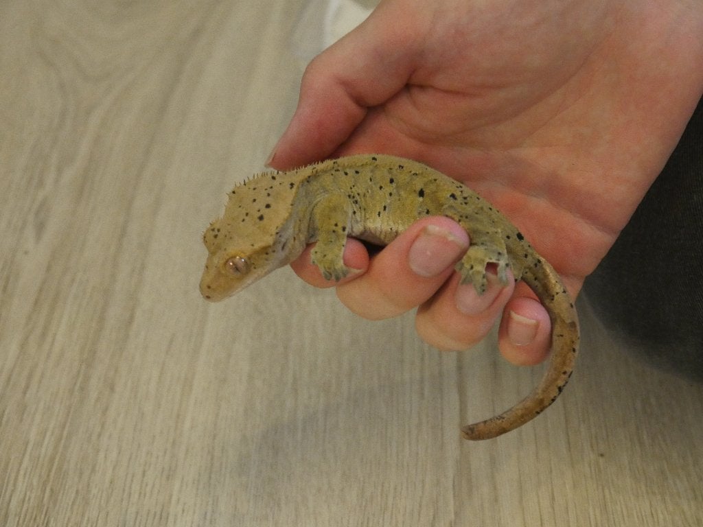 Correlophus ciliatus, Dieren en Toebehoren, Reptielen en Amfibieën, Hagedis, 0 tot 2 jaar