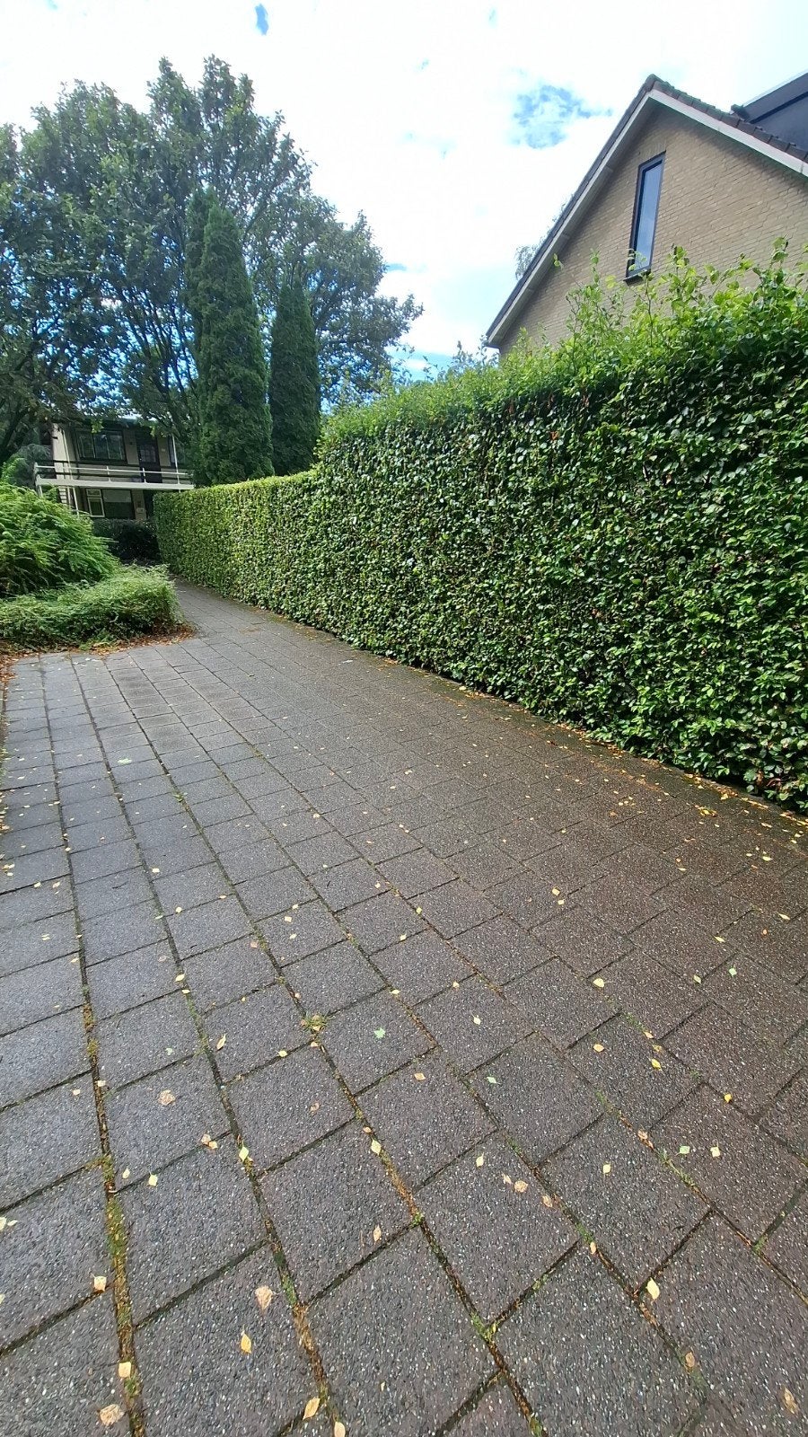 7 mtr beukenhaag verwijderen, Ophalen, Minder dan 10 meter