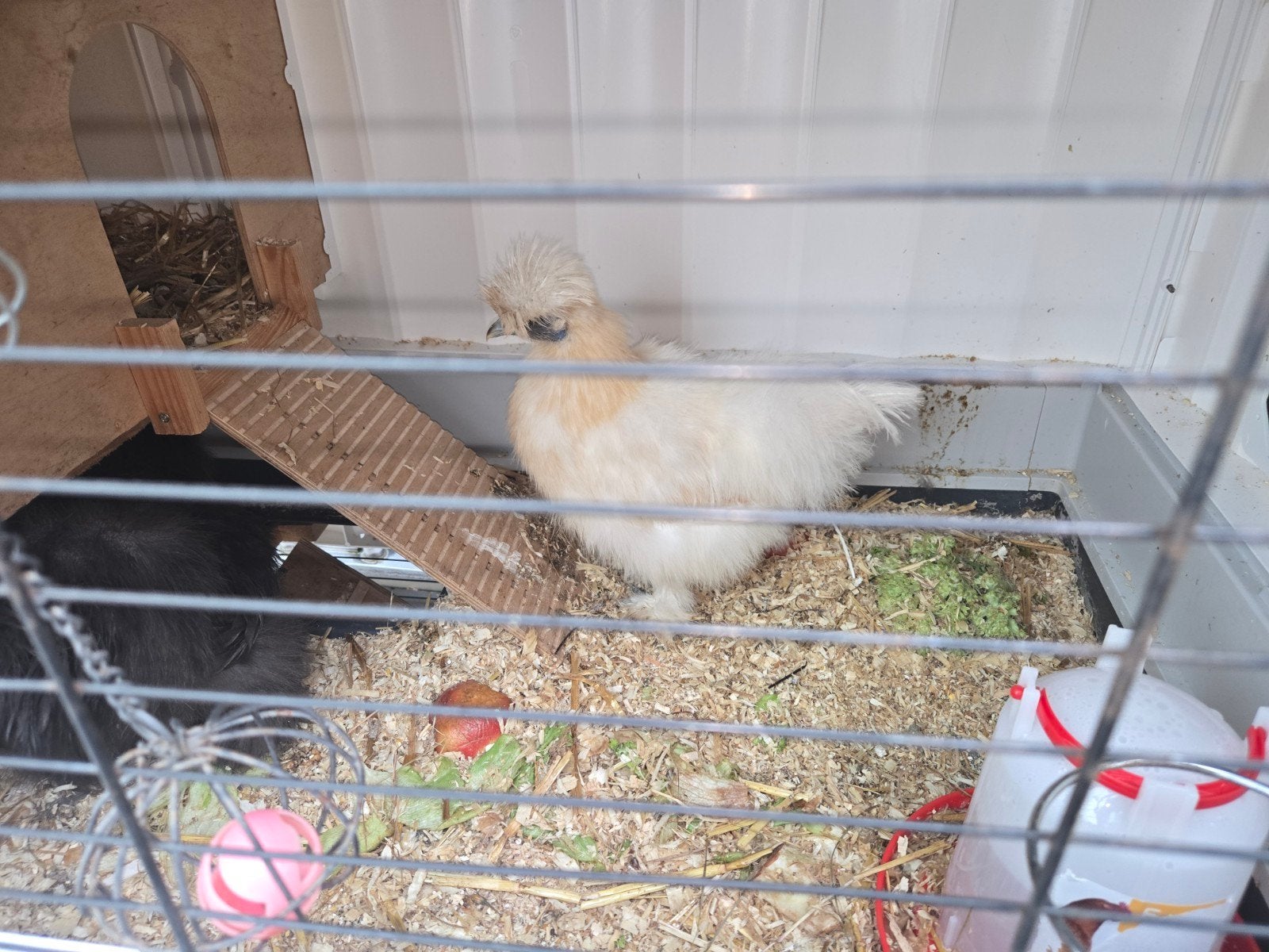 zijdehoen haan en hen gratis ophalen, Dieren en Toebehoren, Meerdere dieren, Kip