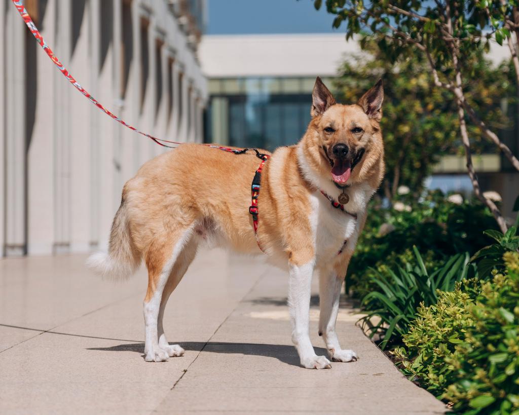 Coiro een asielhond, zoekt een familie, Particulier, Reu, Eén hond, Parvo