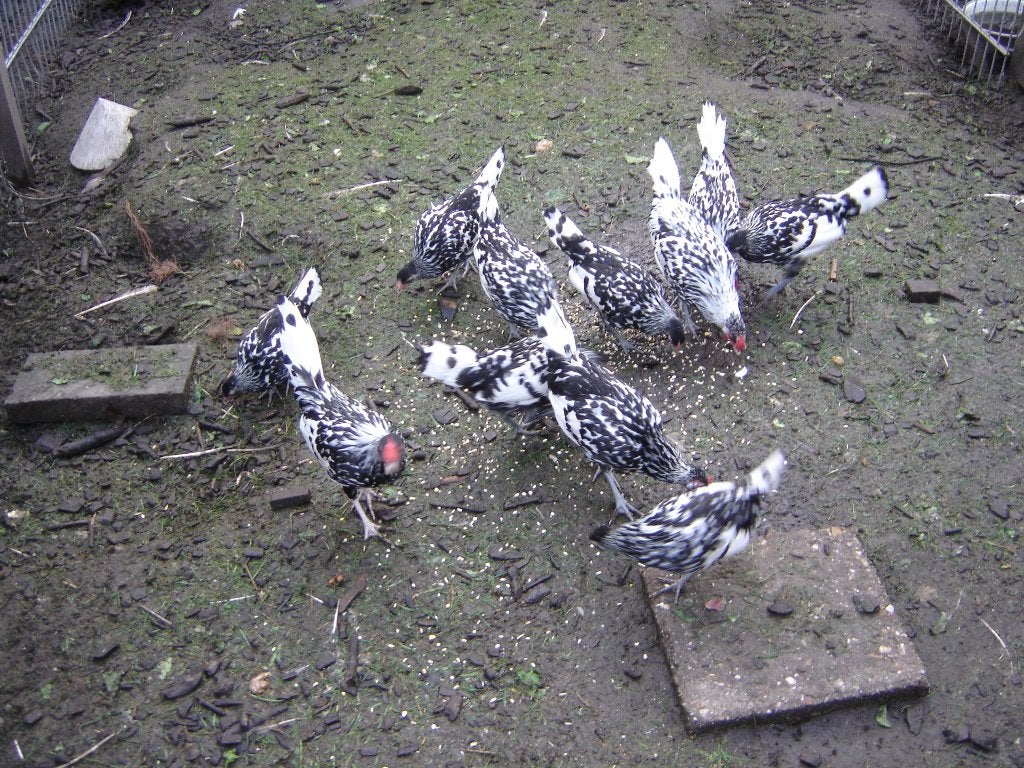 holl.hoen geloverd kriel, Dieren en Toebehoren, Pluimvee, Meerdere dieren, Kip