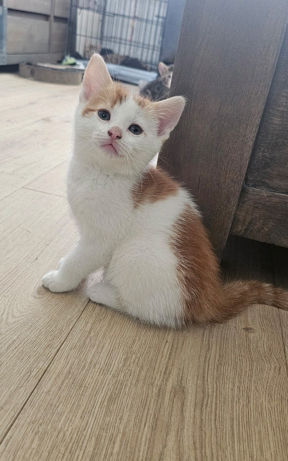 Europese korthaar kitten x Maine coon. Kater, Dieren en Toebehoren, Katten en Kittens | Overige Katten, Kater, Kortharig, 0 tot 2 jaar