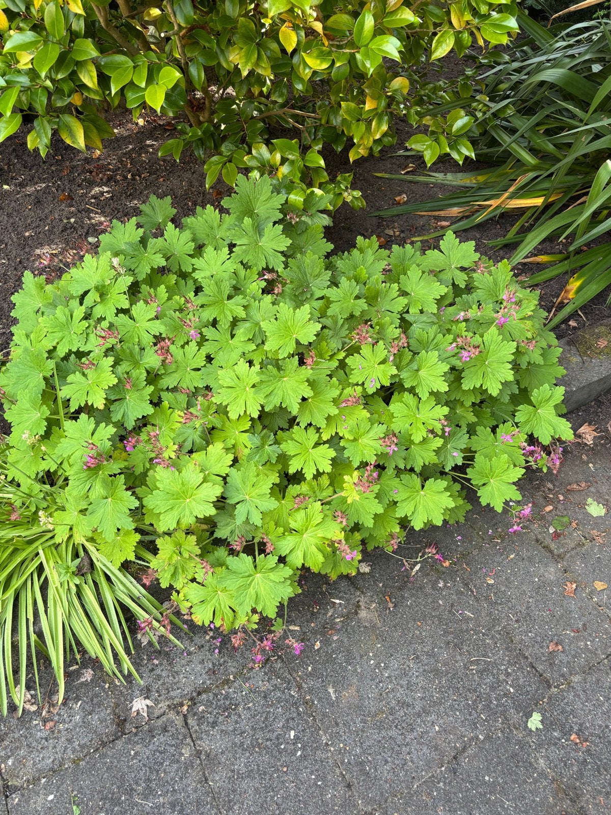 Geranium met paarse bloemen, Ophalen, Bodembedekkers, Vaste plant, Halfschaduw