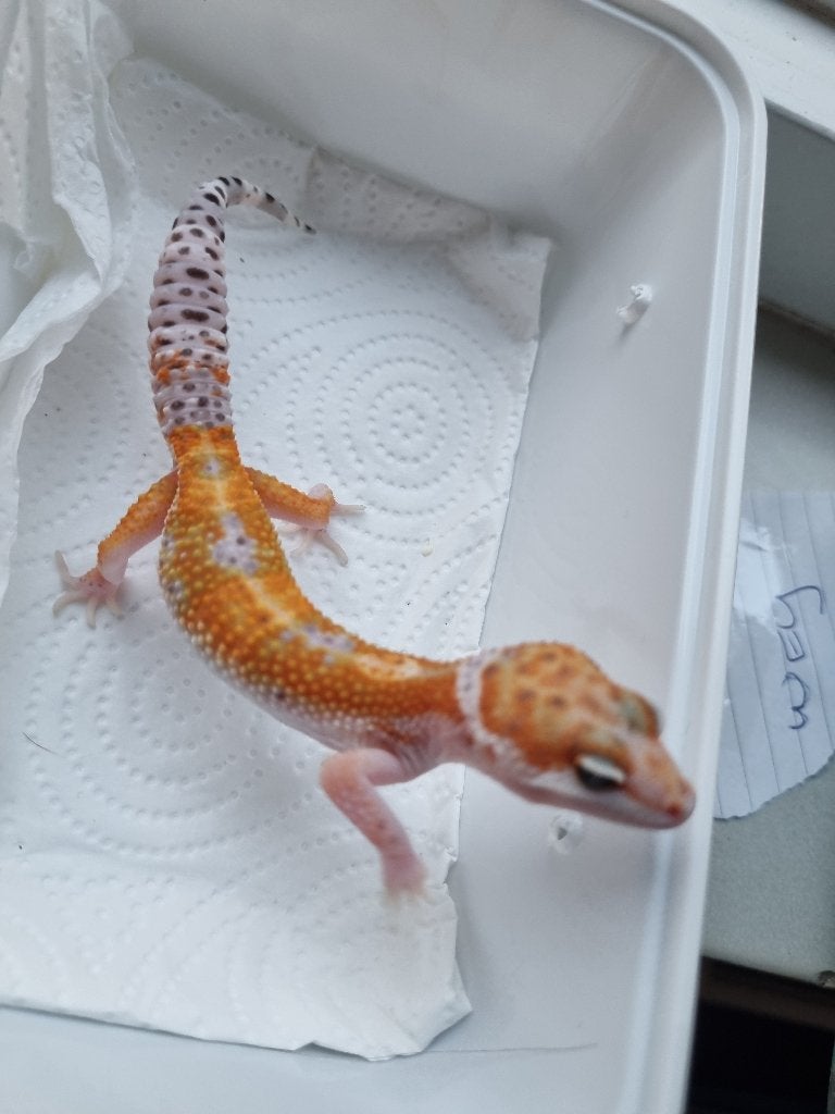 1.0 purple head x w&y bell albino luipaardgekko Leopard Gecko photo 2